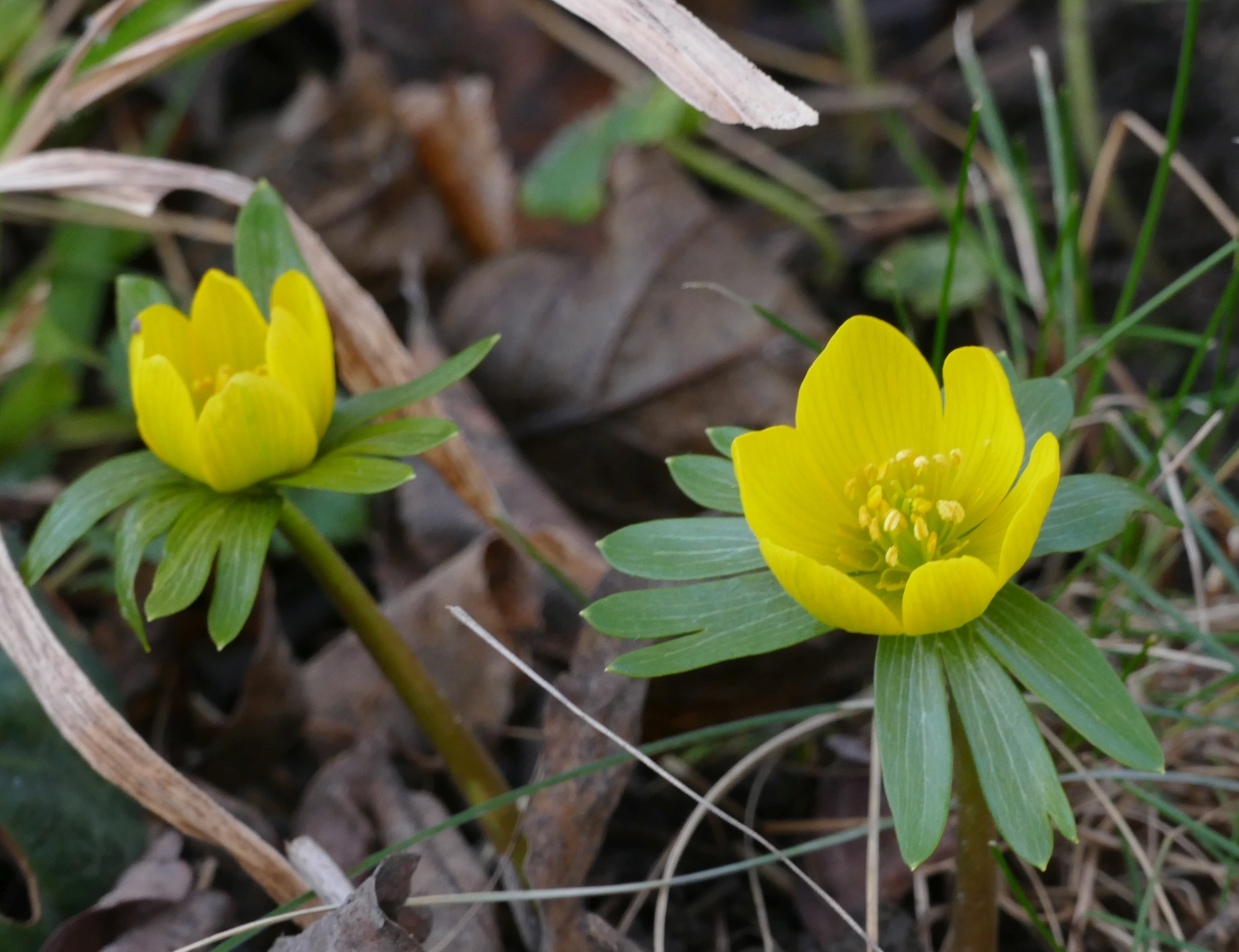 Eranthis hyemalis 200121.jpg