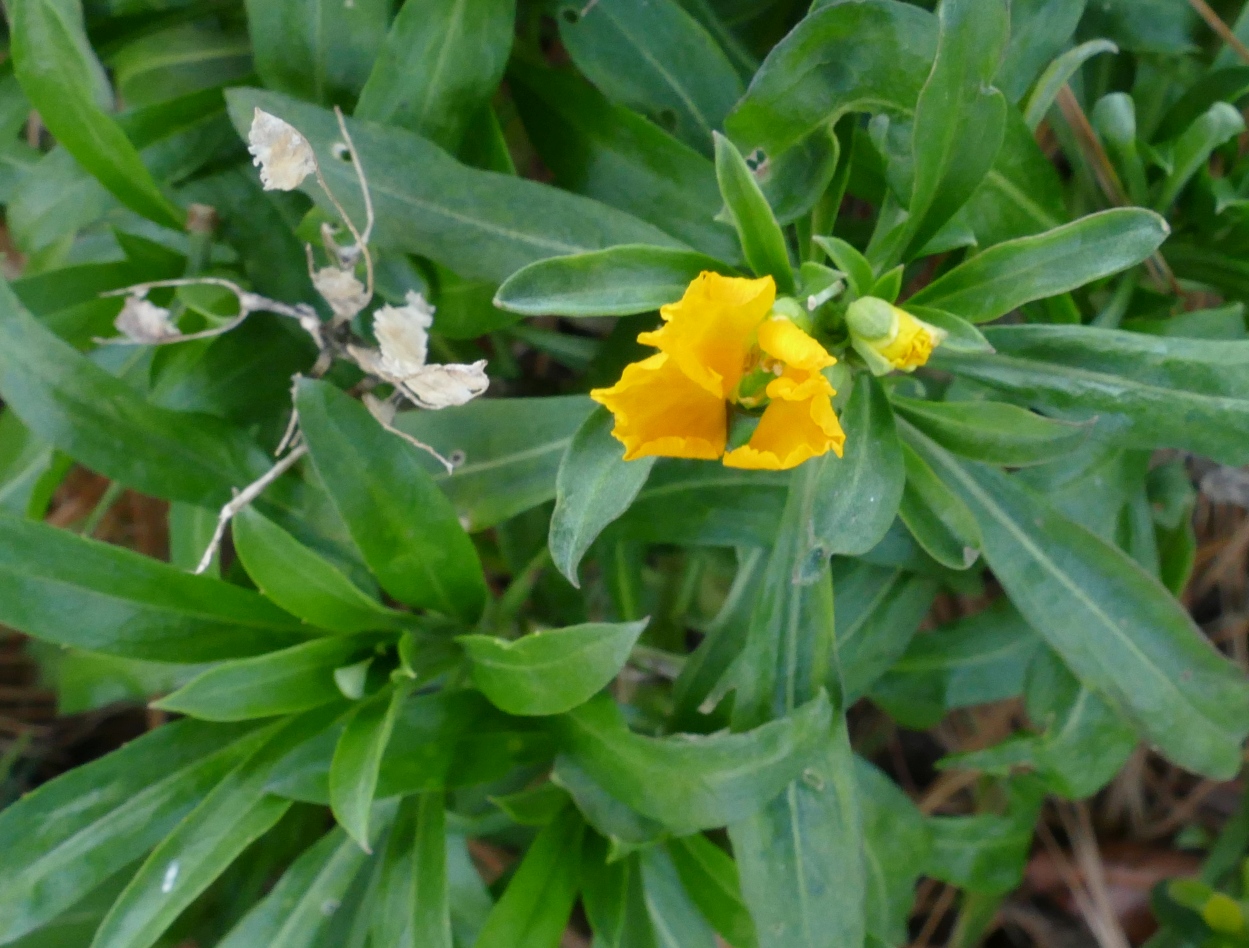 Erysimum cheiri.jpg