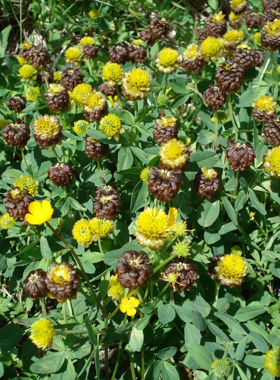 Trifolium.badium.St-Hohenwarth.jpg