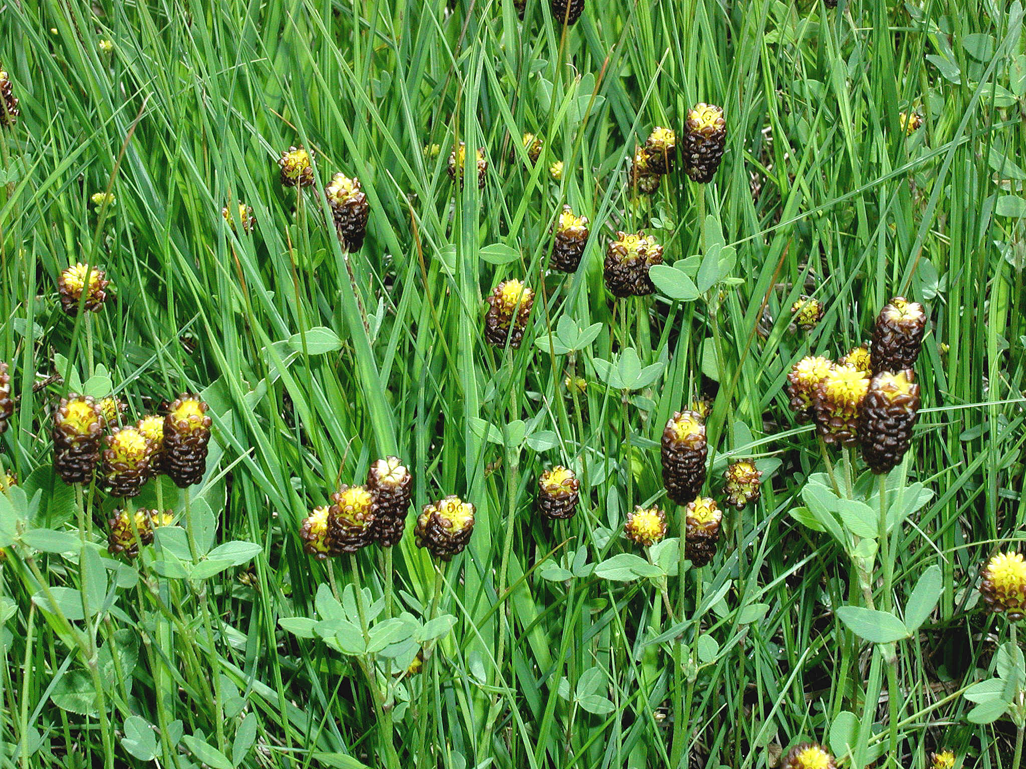 Trifolium.spadiceum.Moor-Klee.K-Prebersee.Rundweg.Foto Gertrud Tritthart u. Wilfried Franz.jpg