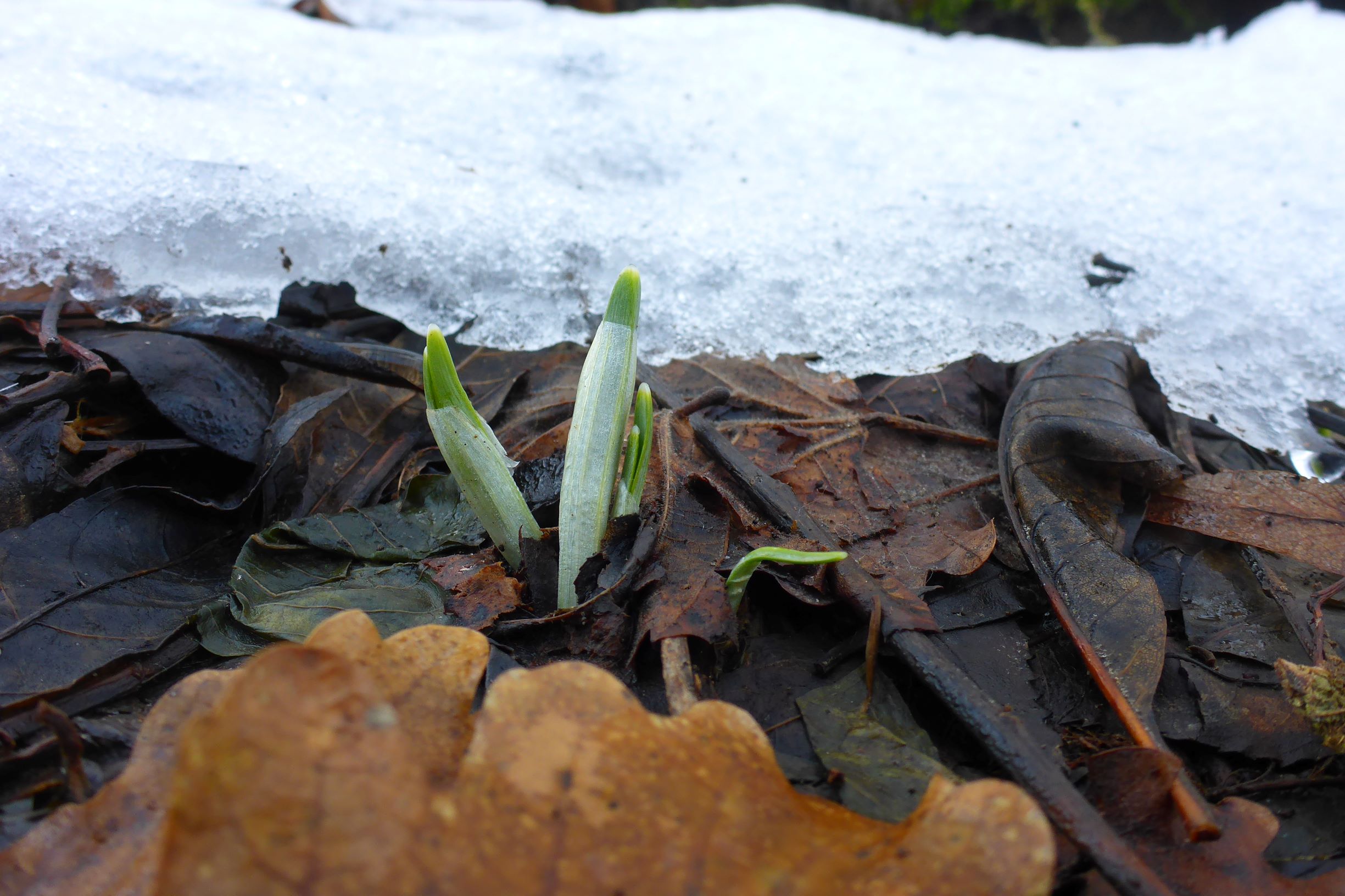 P2460223 phänologie, galanthus nivalis, spitzerberg, 2021-01-21.JPG