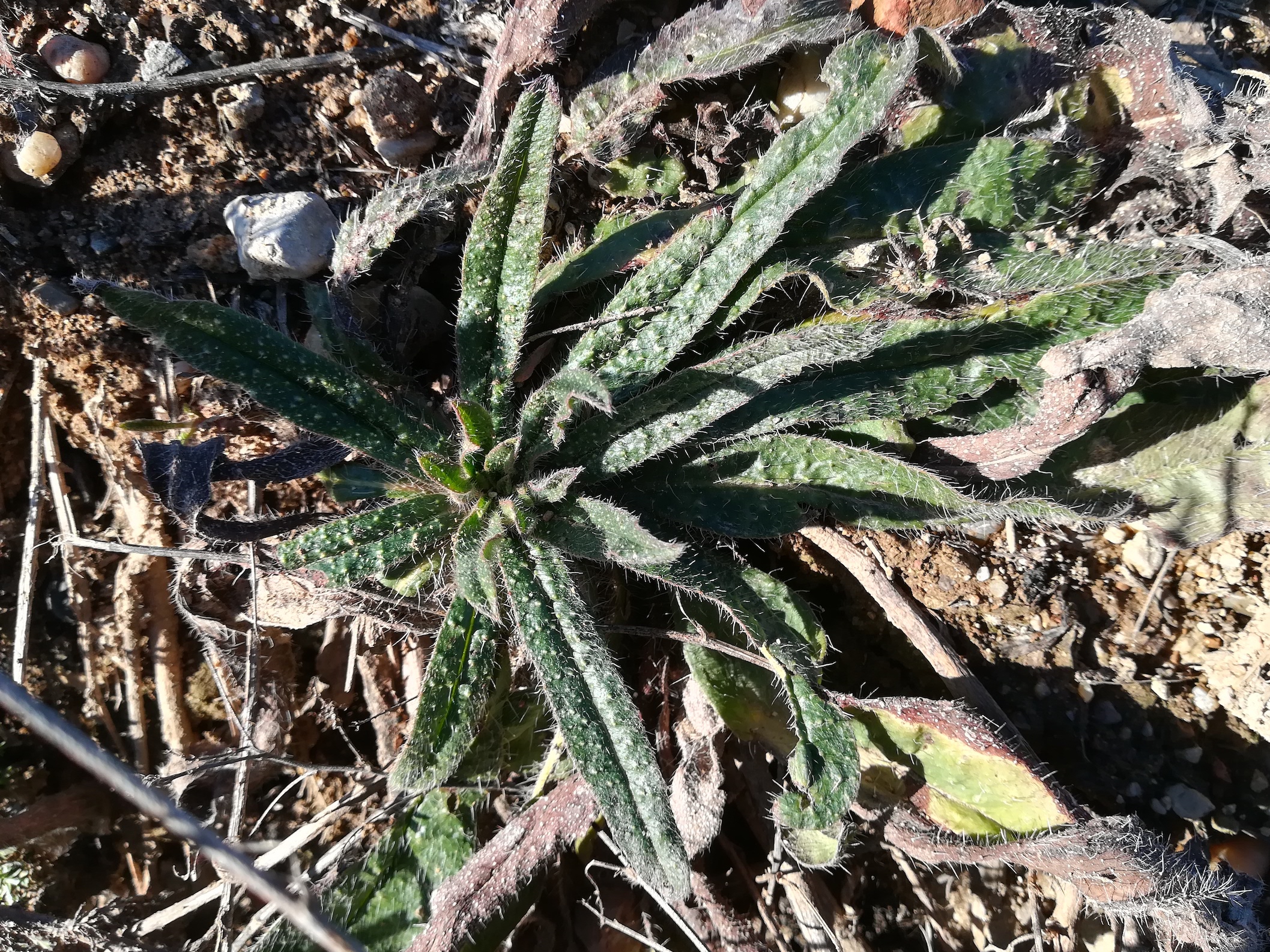 echium vulgare gstättn beim hauptbhf_20210122_141946.jpg