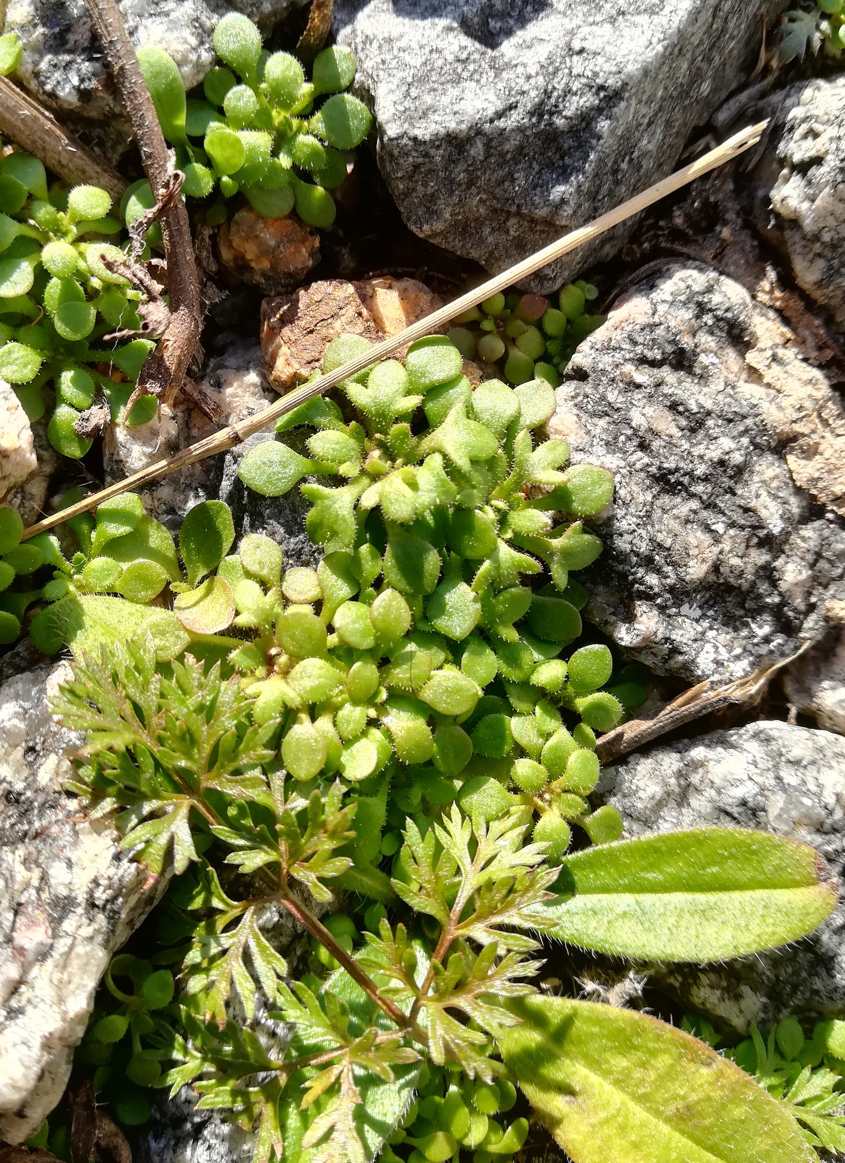 saxifraga tridactylites gstättn beim hauptbhf_20210122_142433.jpg