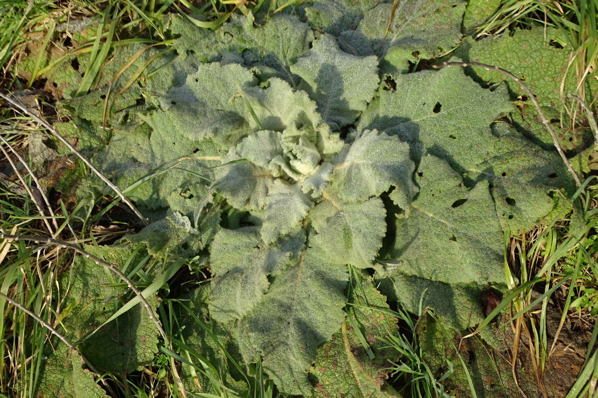 DSC07200 rosetten, verbascum phlomoides, prellenkirchen, 2021-01-21.JPG