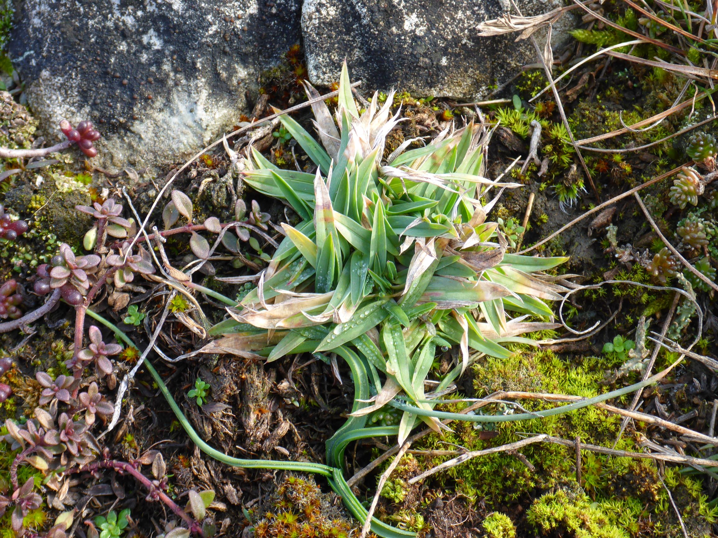 P2460388 rosetten, poa badensis, spitzerberg, 2021-01-21.JPG