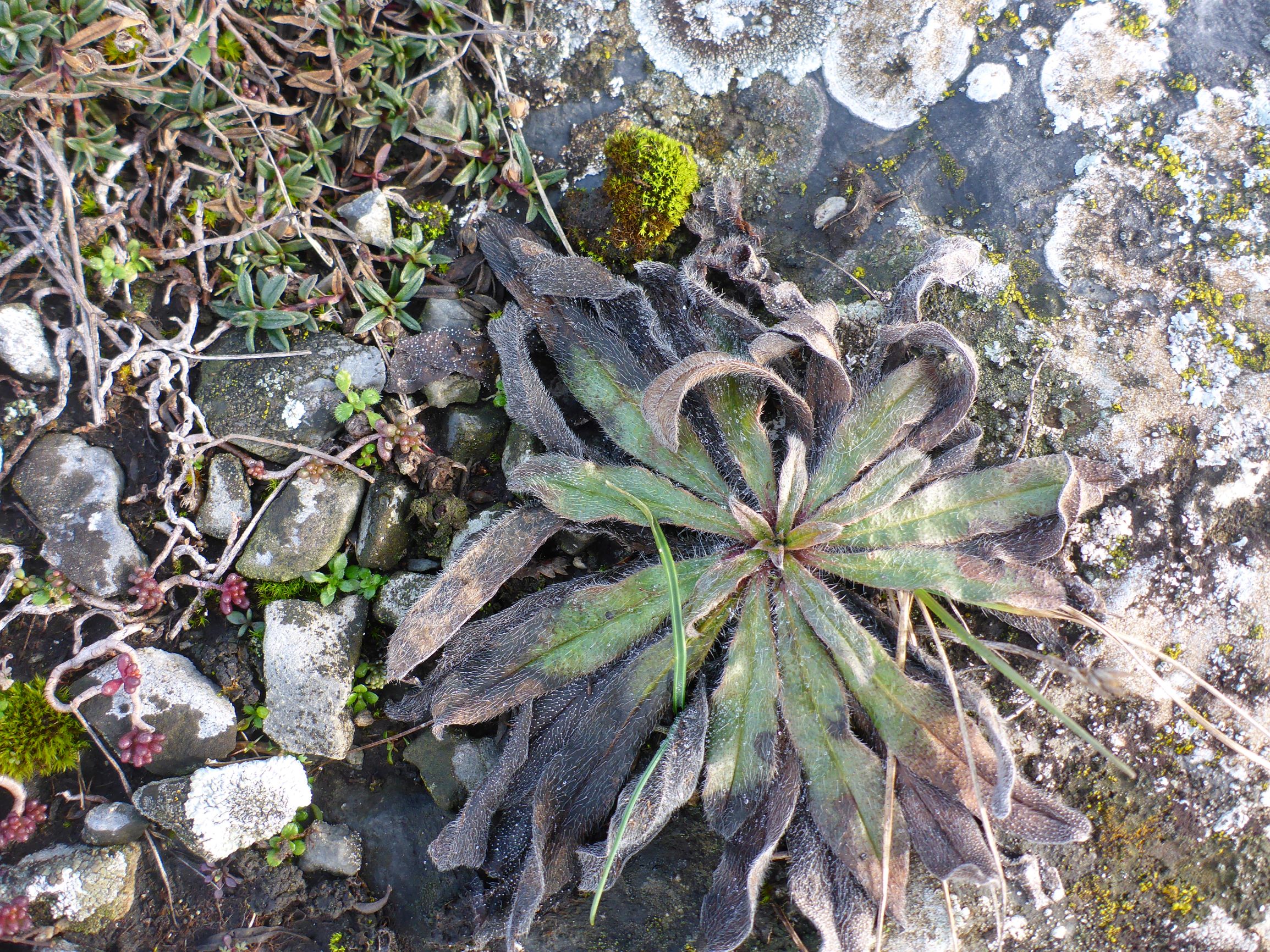 P2460397 rosetten, echium vulgare, spitzerberg, 2021-01-21.JPG