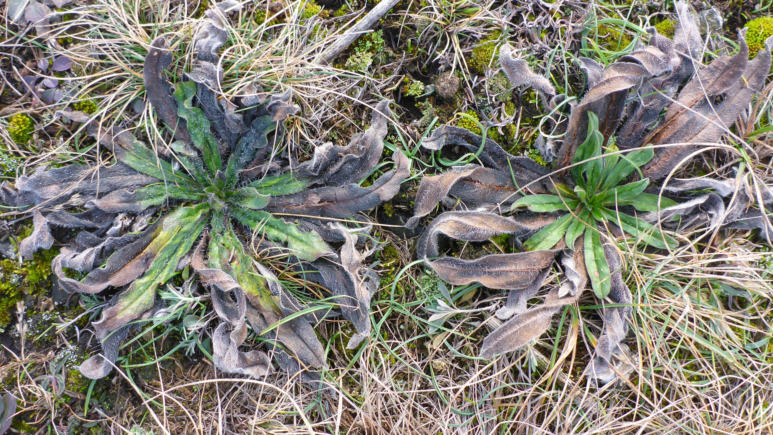 P2460403 rosetten, Echium vulgare, cf. Ornithogalum pannonicum, Hornungia petraea (Mitte oben), spitzerberg, 2021-01-21.JPG