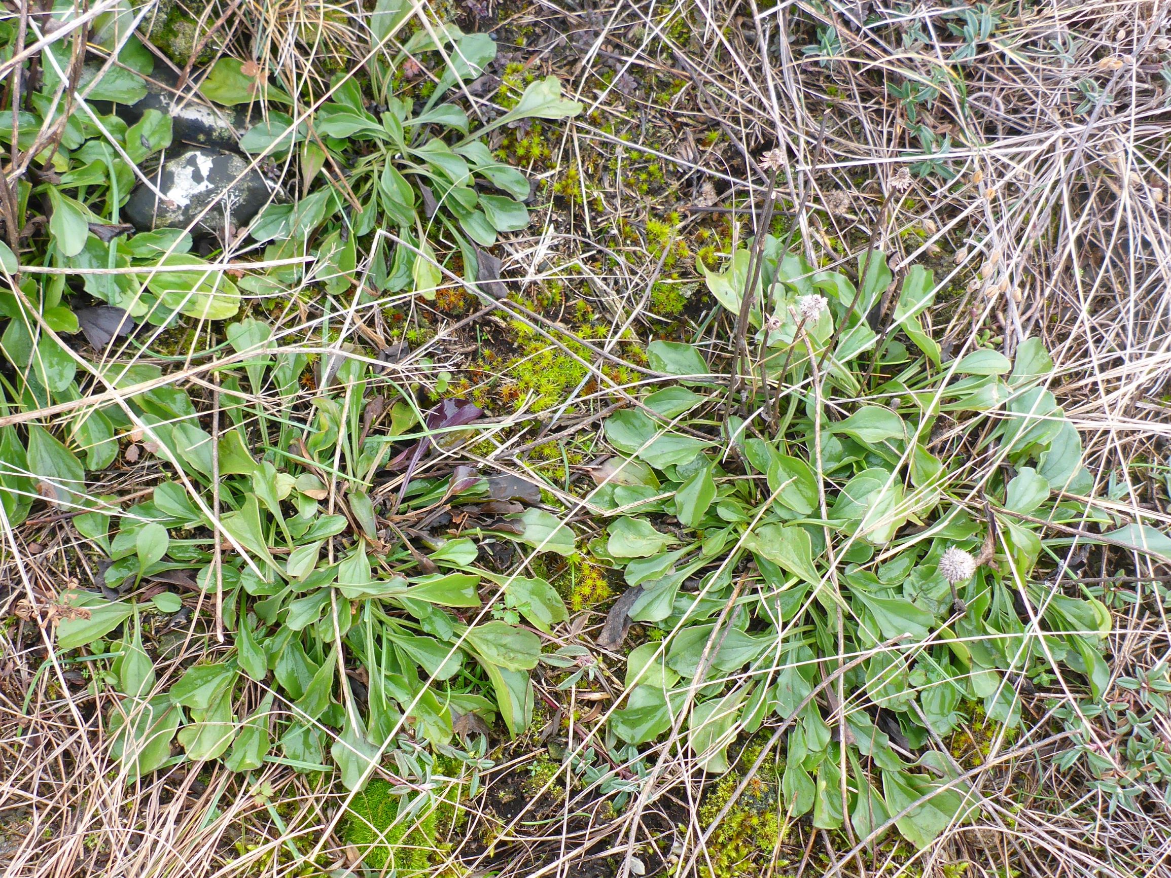 P2460565 (2) rosetten, globularia bisnagarica, spitzerberg, 2021-01-21.JPG