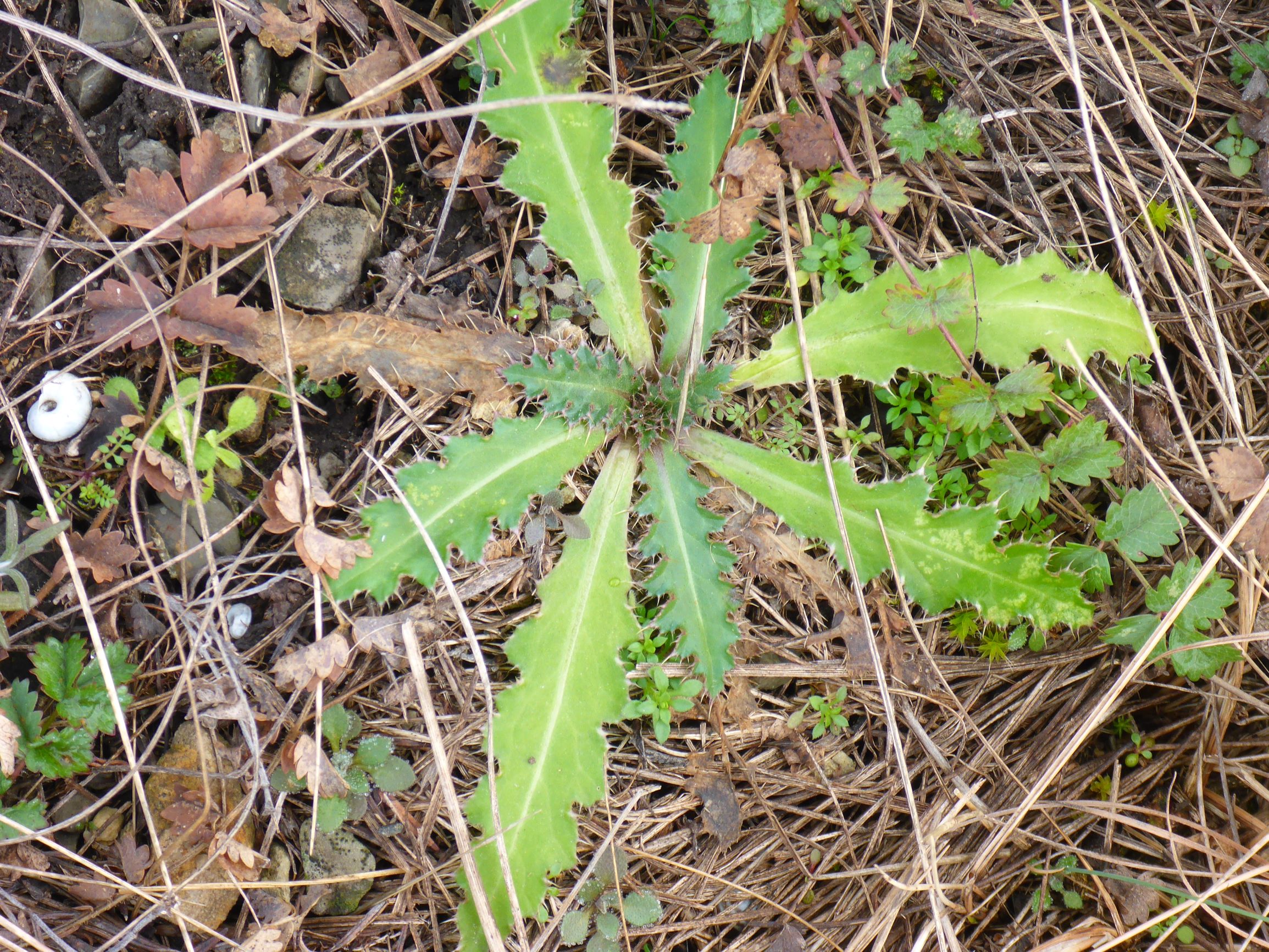 P2460572 rosetten, carduus nutans, hornungia petraea, spitzerberg, 2021-01-21.JPG