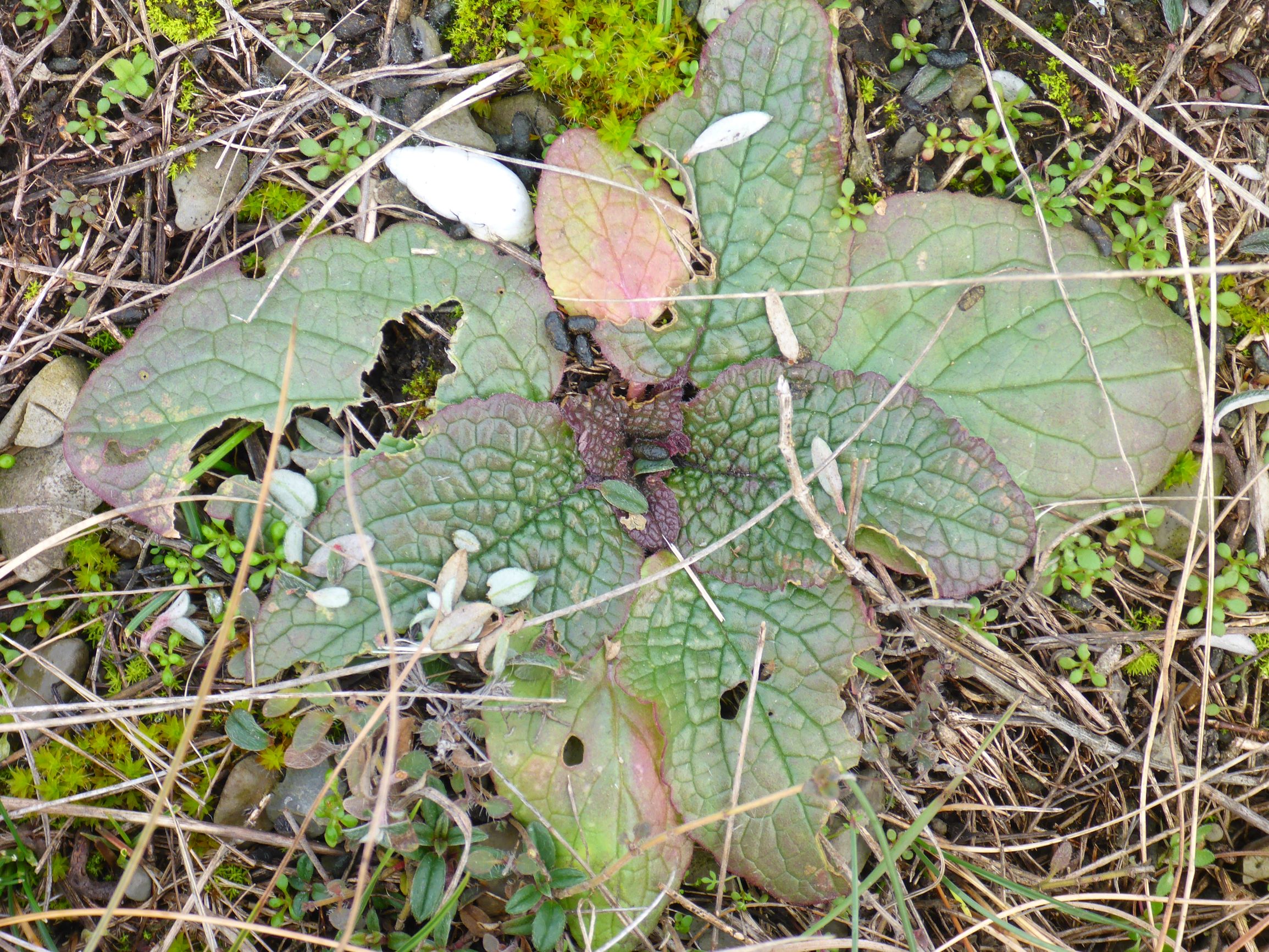 P2460573 rosetten, verbascum phoeniceum, spitzerberg, 2021-01-21.JPG