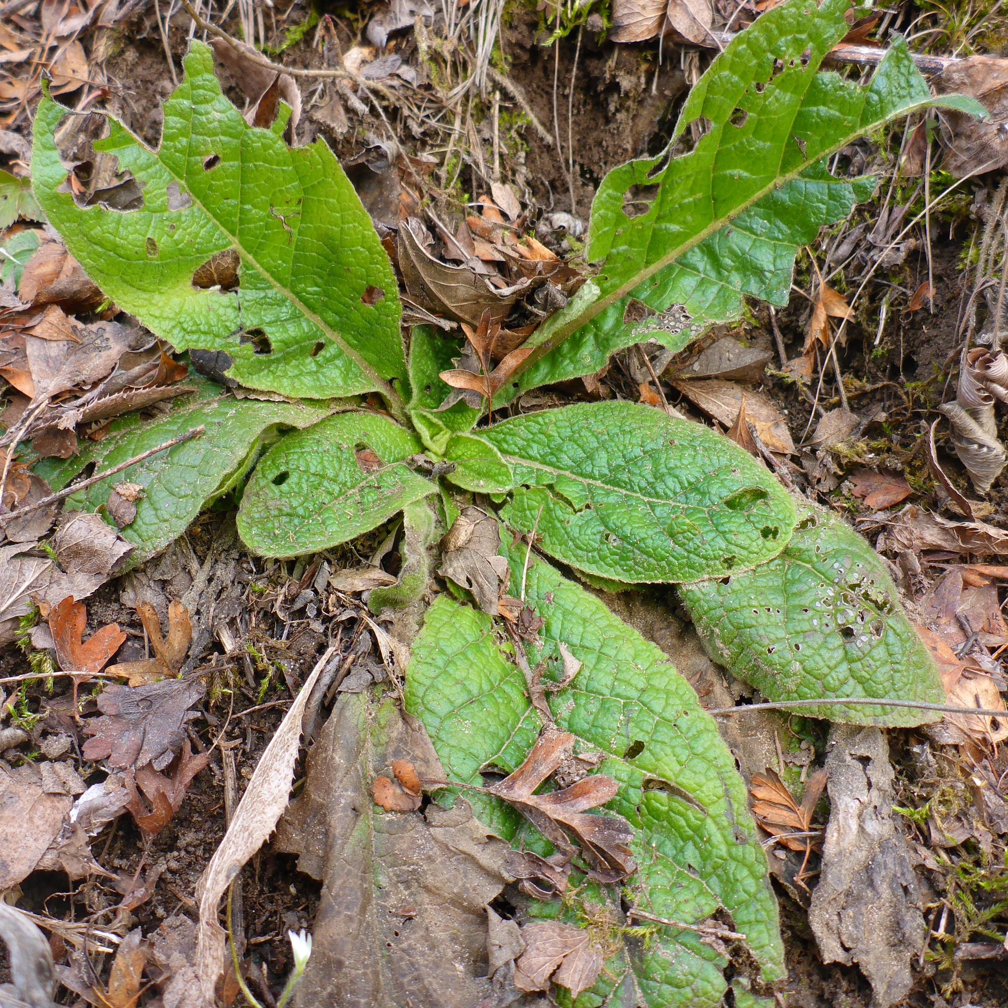 P2460812 rosetten, inula conyzae, spitzerberg, 2021-01-21.JPG