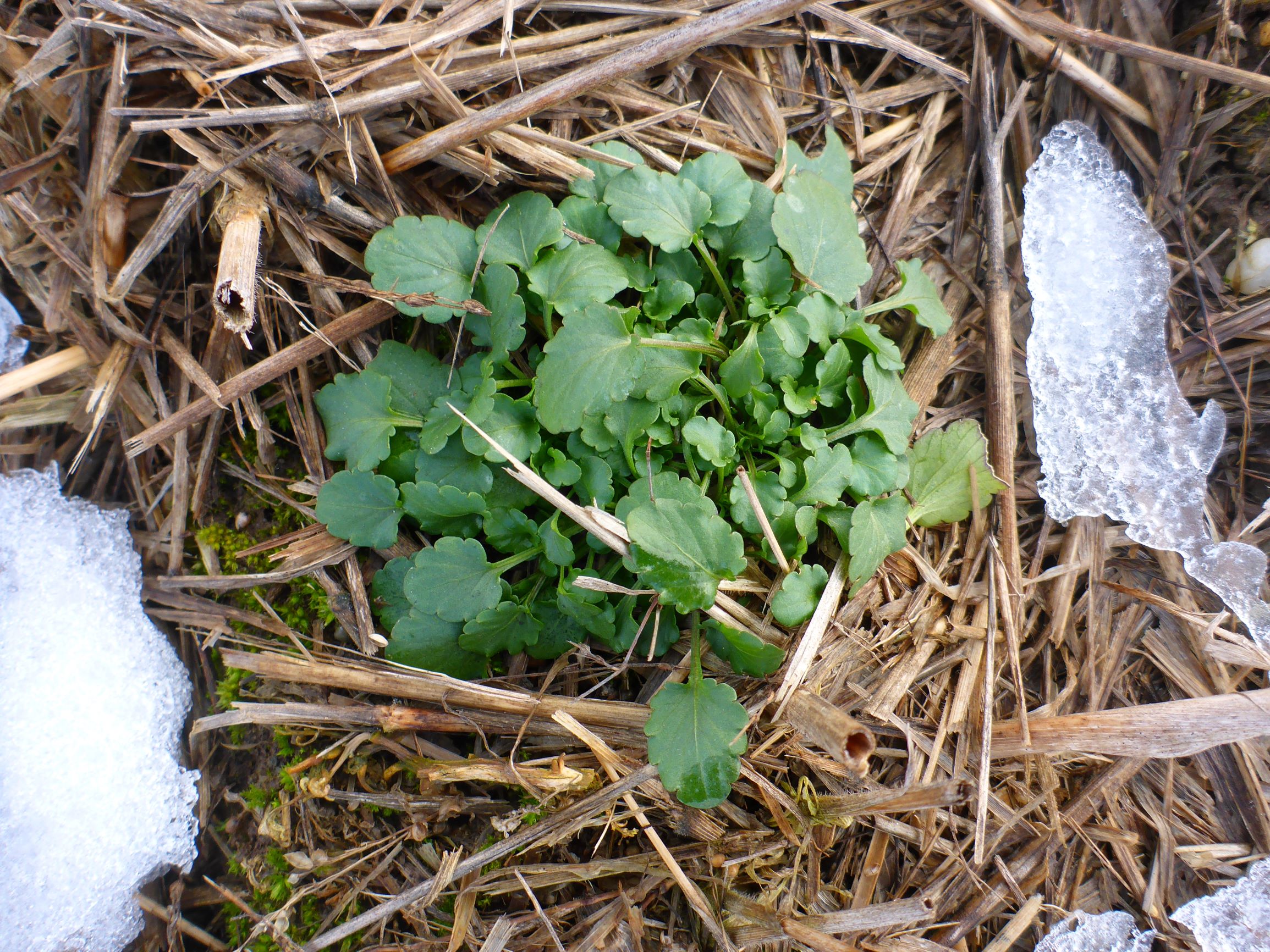 P2460912 viola a. arvensis, segetal, prellenkirchen, 2021-01-21.JPG