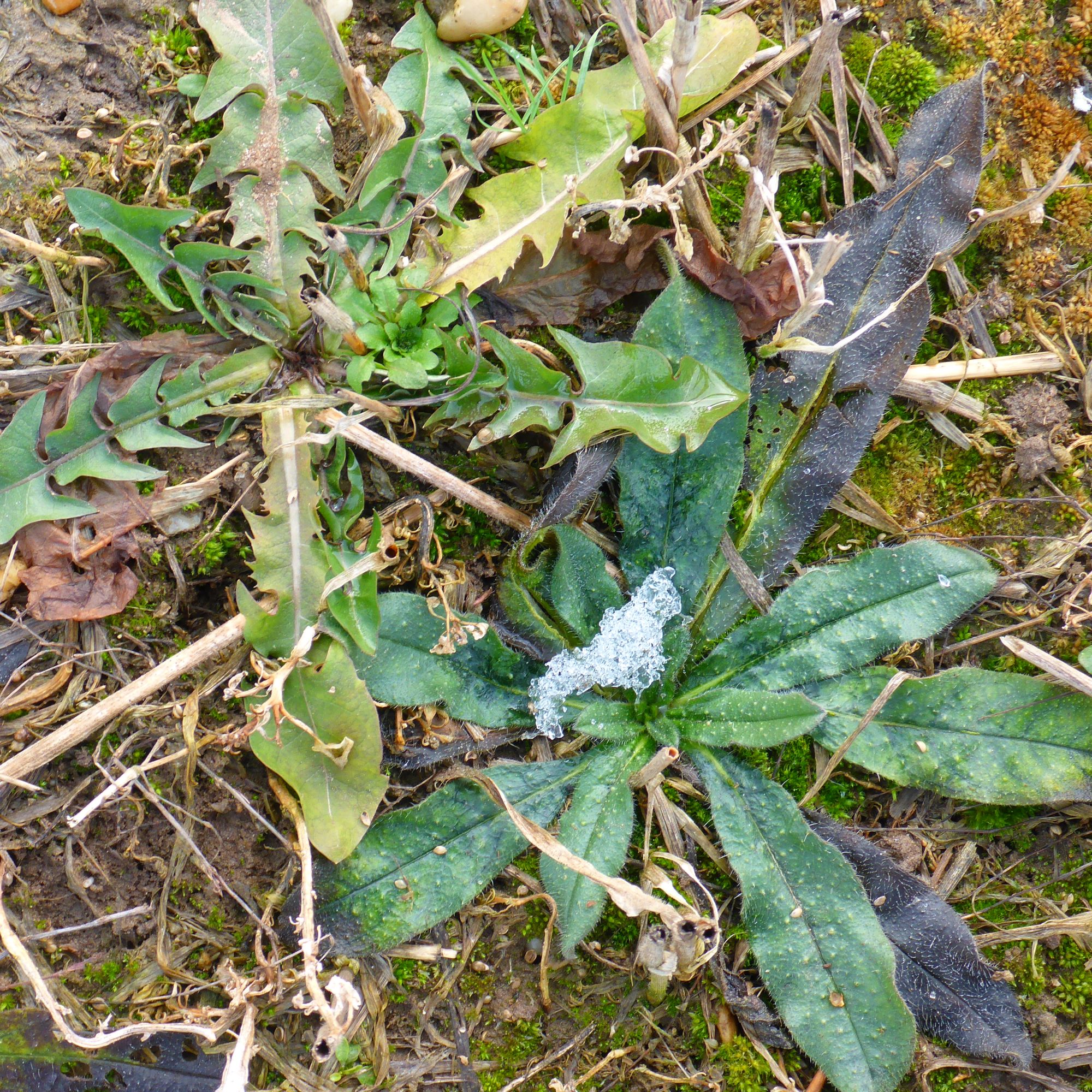 P2460931 rosetten, taraxacum officinale agg., echium vulgare etc., segetal, prellenkirchen, 2021-01-21.JPG