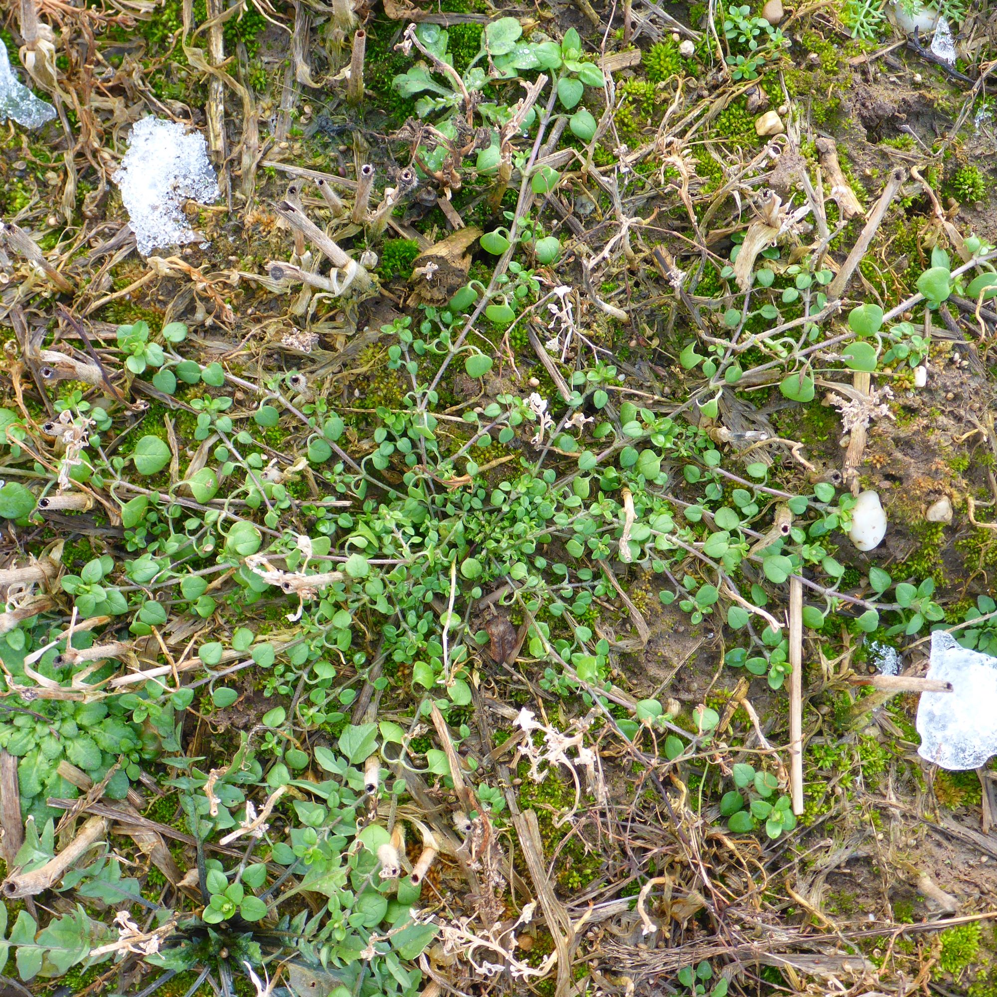 P2460932 stellaria cf. pallida, capsella bursa-pastoris, segetal, prellenkirchen, 2021-01-21.JPG