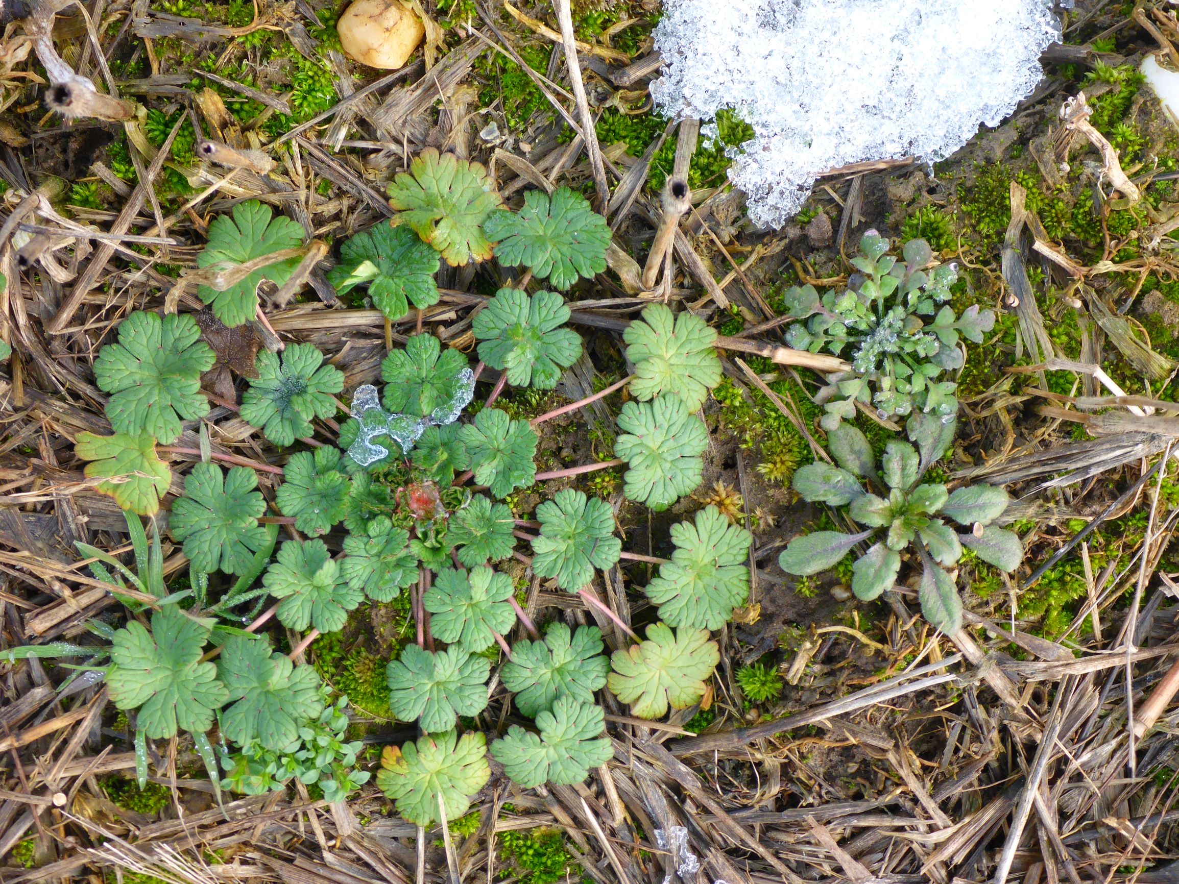 P2460935 rosetten, geranium pusillum, papaver rhoeas, cf. erigeron canadensis etc., segetal, prellenkirchen, 2021-01-21.JPG