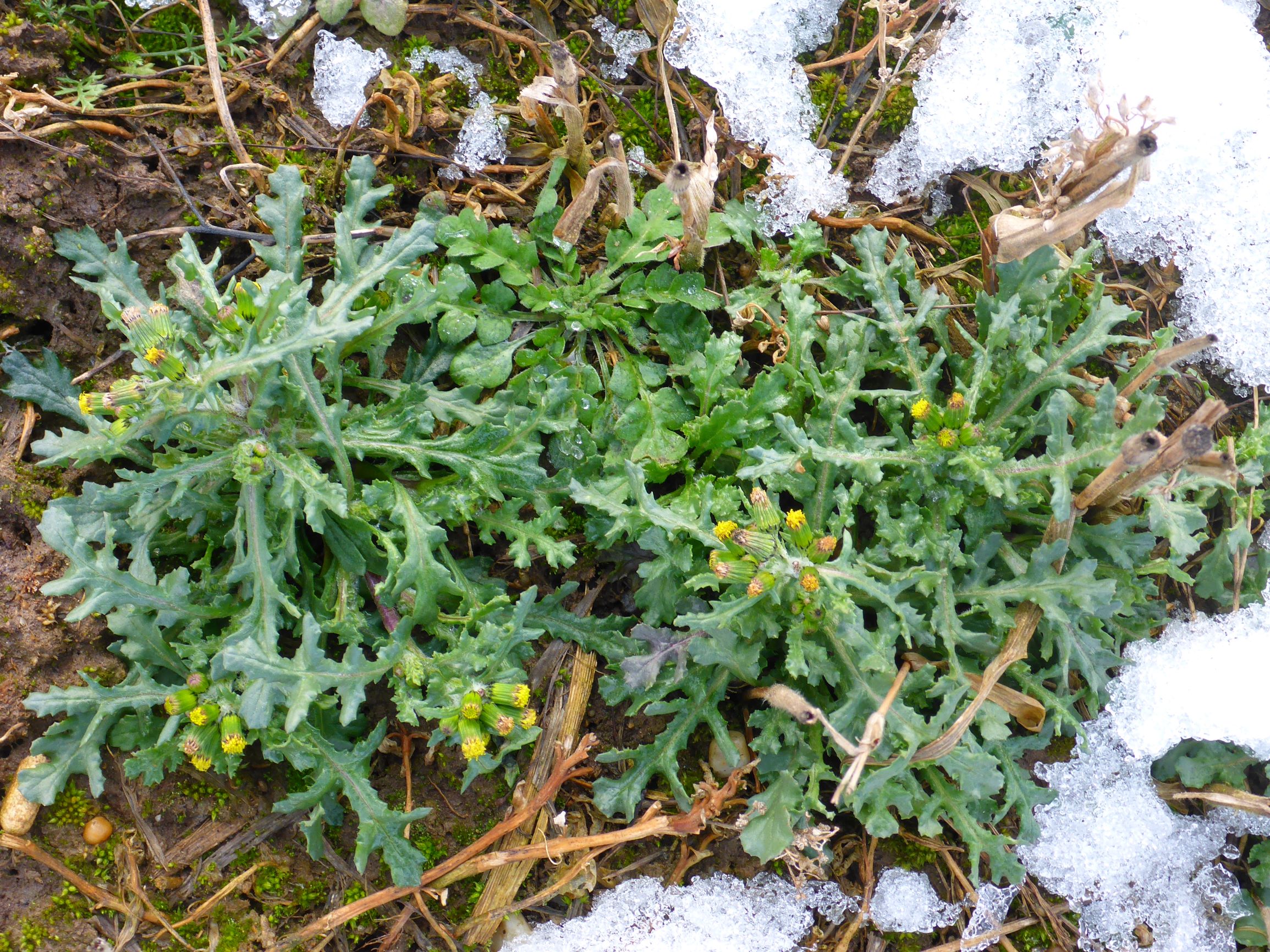 P2460936 senecio vulgaris, papaver rhoeas, segetal, prellenkirchen, 2021-01-21.JPG