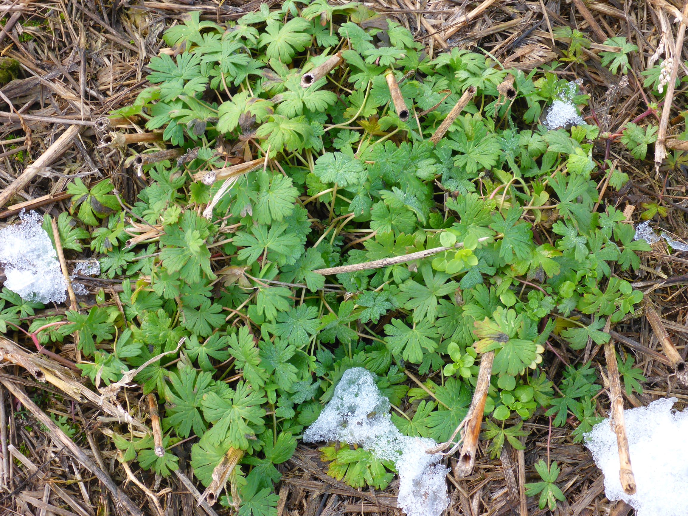 P2460938 geranium sp., stellaria cf. pallida, segetal, prellenkirchen, 2021-01-21.JPG