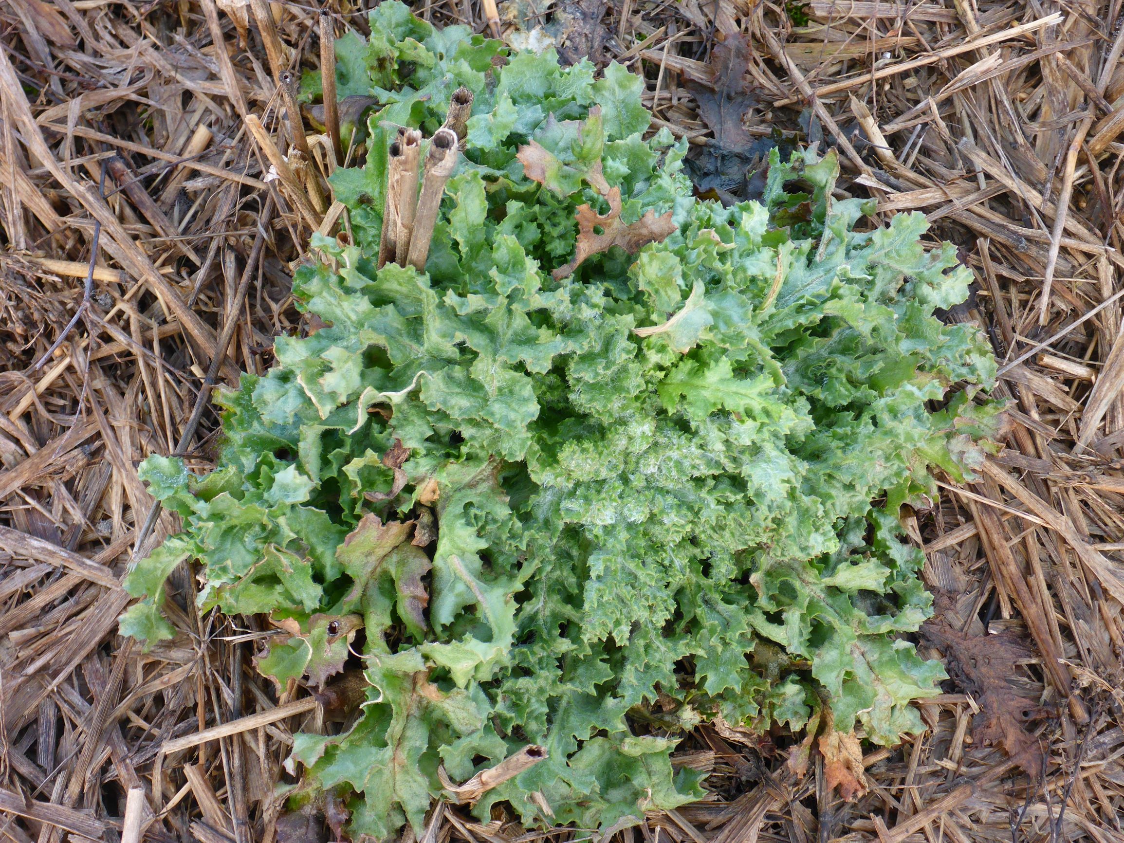 P2460939 rosetten, senecio cf. vernalis, segetal, prellenkirchen, 2021-01-21.JPG