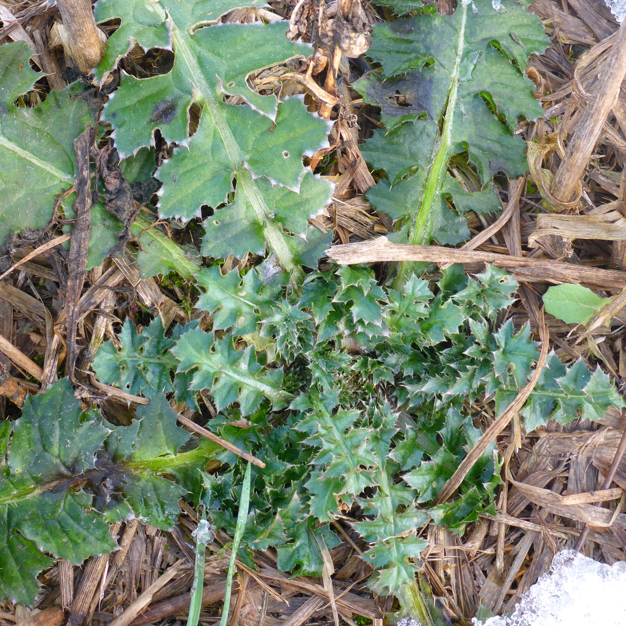 P2460947 rosetten, carduus acanthoides, segetal, prellenkirchen, 2021-01-21.JPG