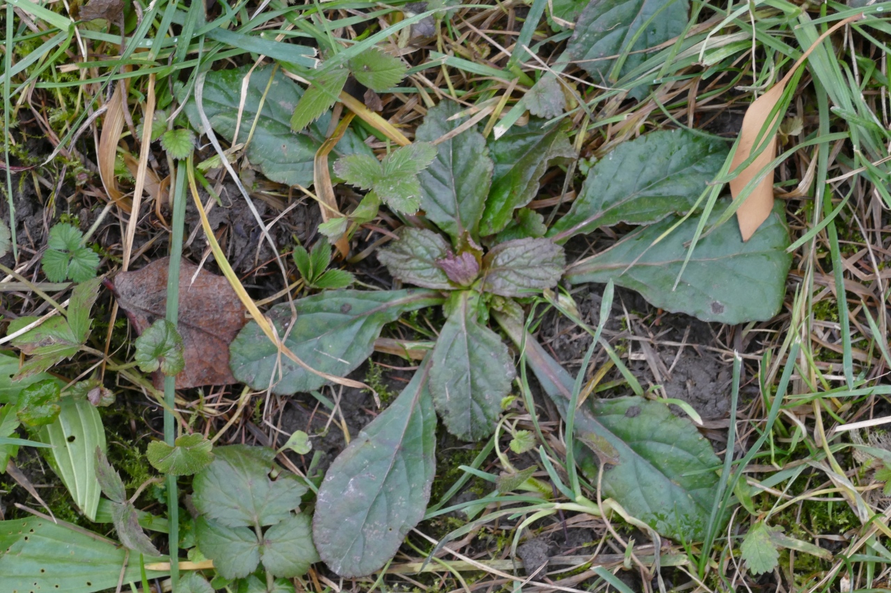 Ajuga reptans.jpg