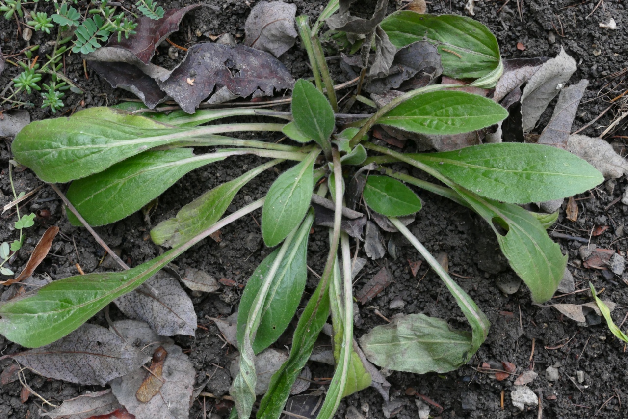 Buphthalmum salicifolium.jpg