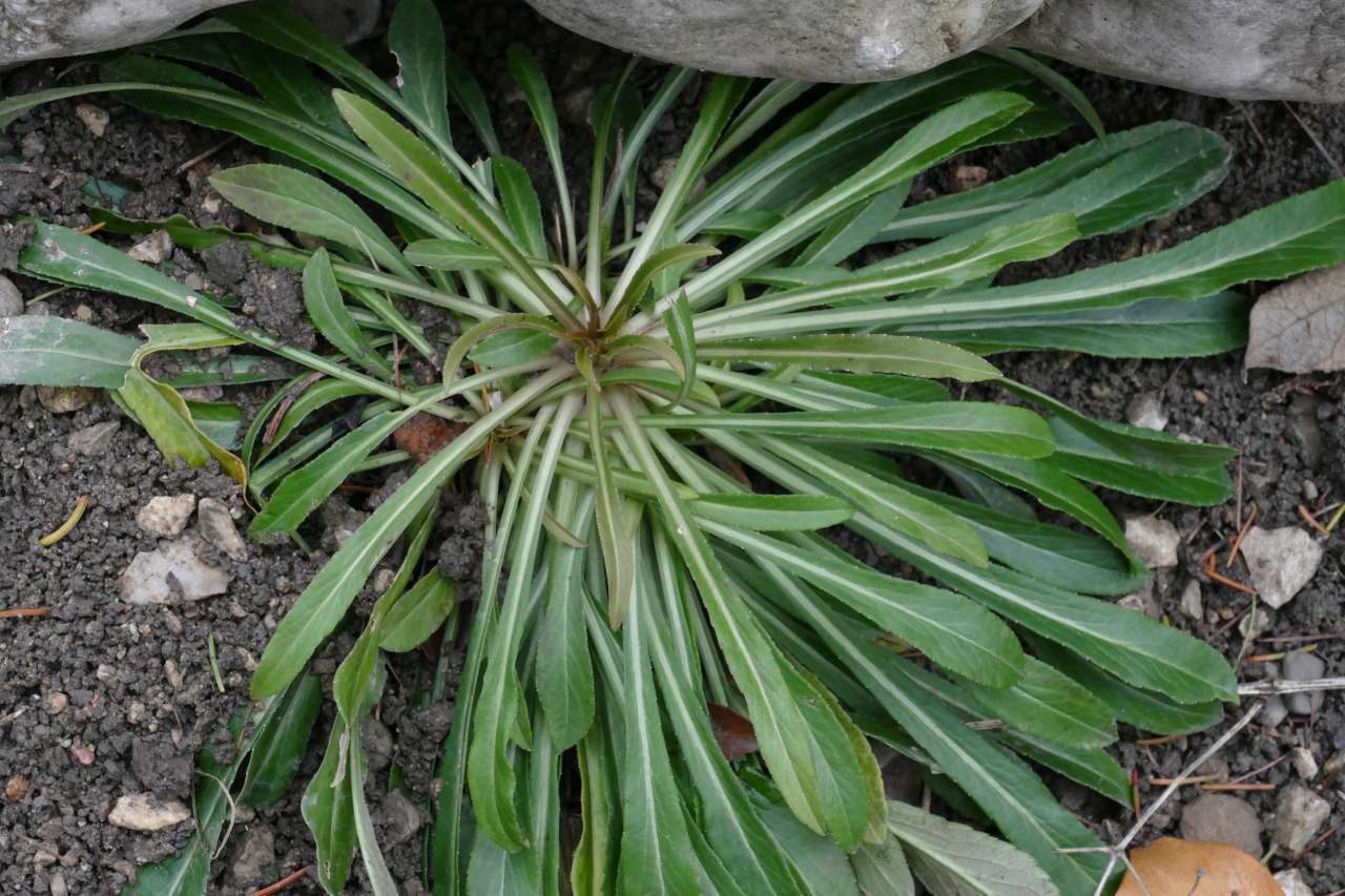 Campanula persicifolia.jpg