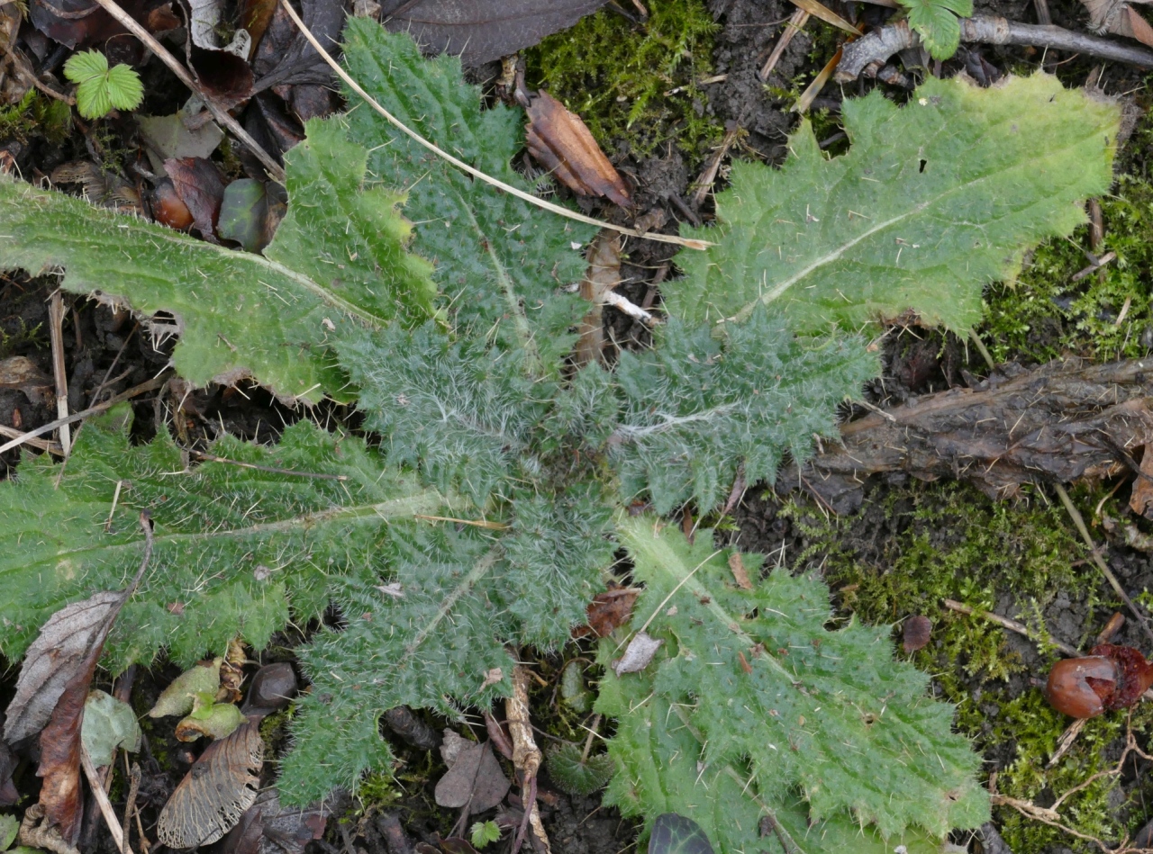 Cirsium vulgare.jpg