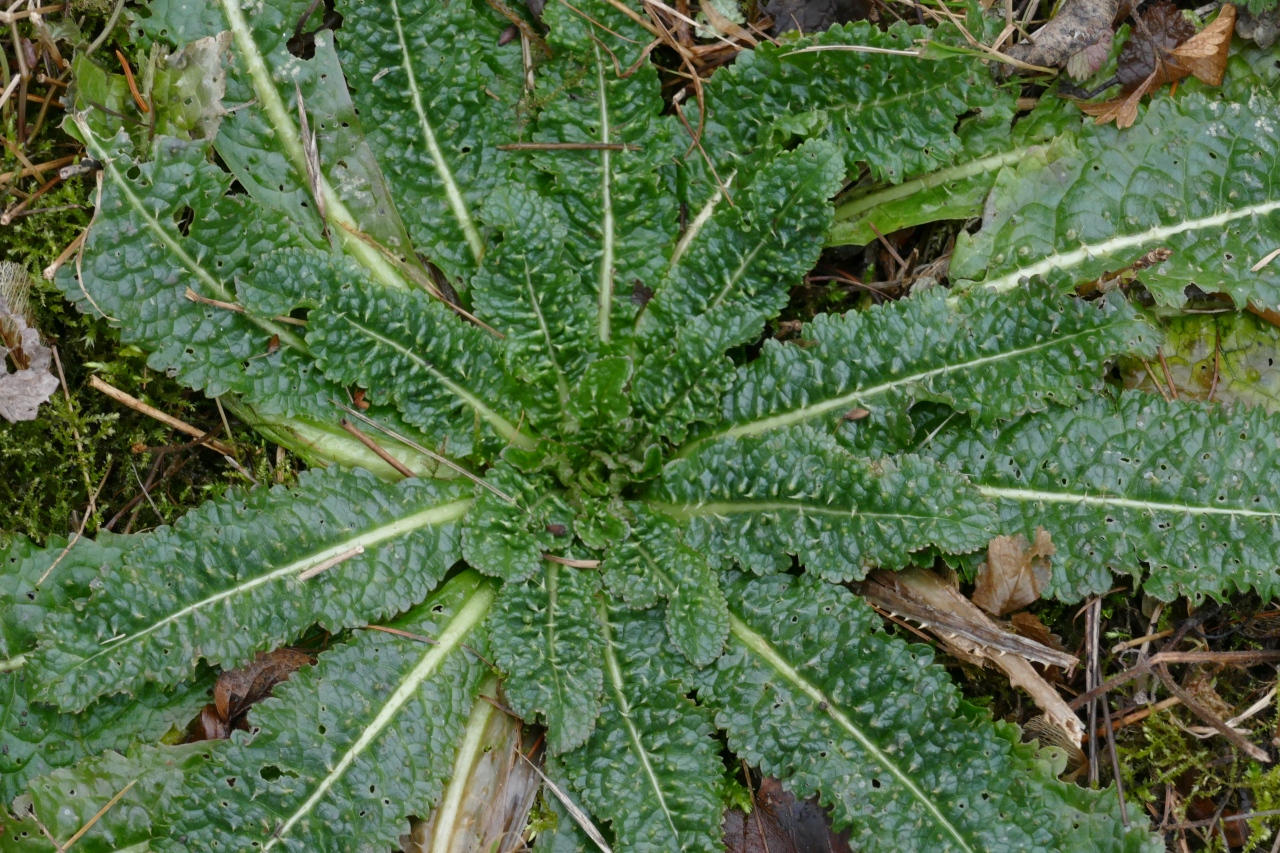 Dipsacus fullonum.jpg