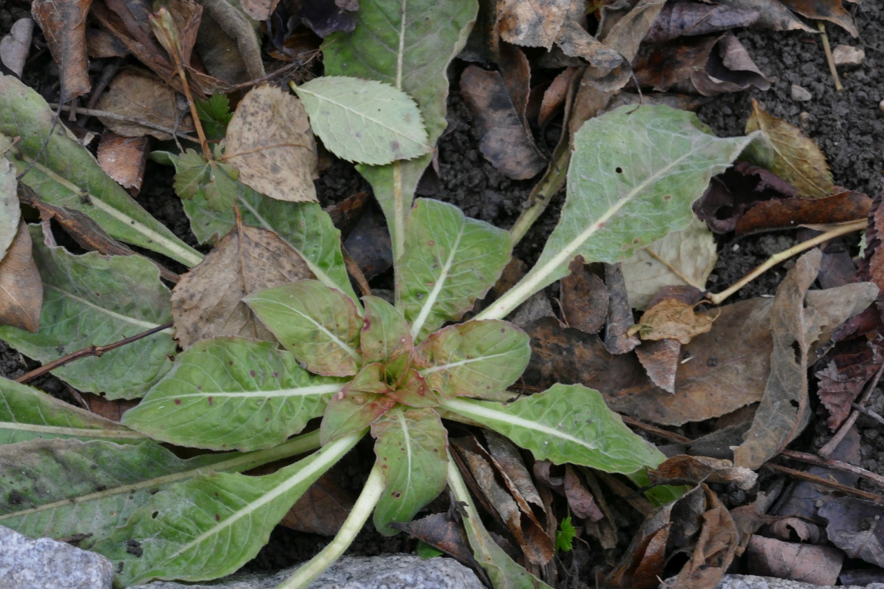 Oenothera biennis.jpg