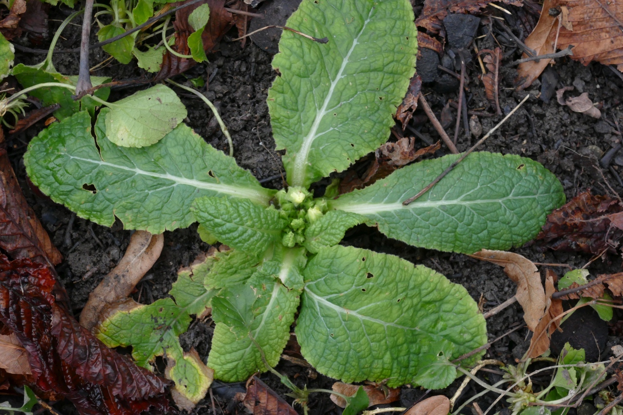 Primula vulgaris.jpg