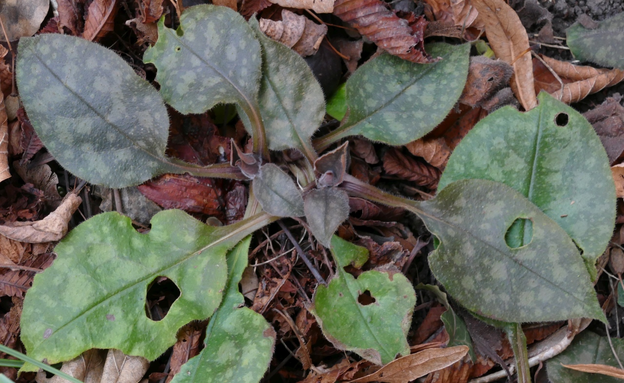 Pulmonaria officinalis.jpg