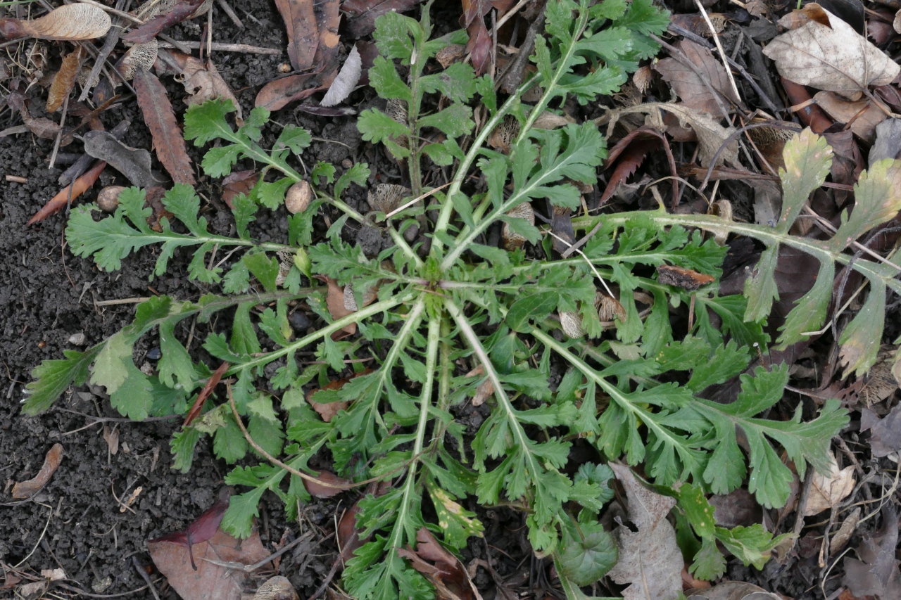 Scabiosa triandra.jpg