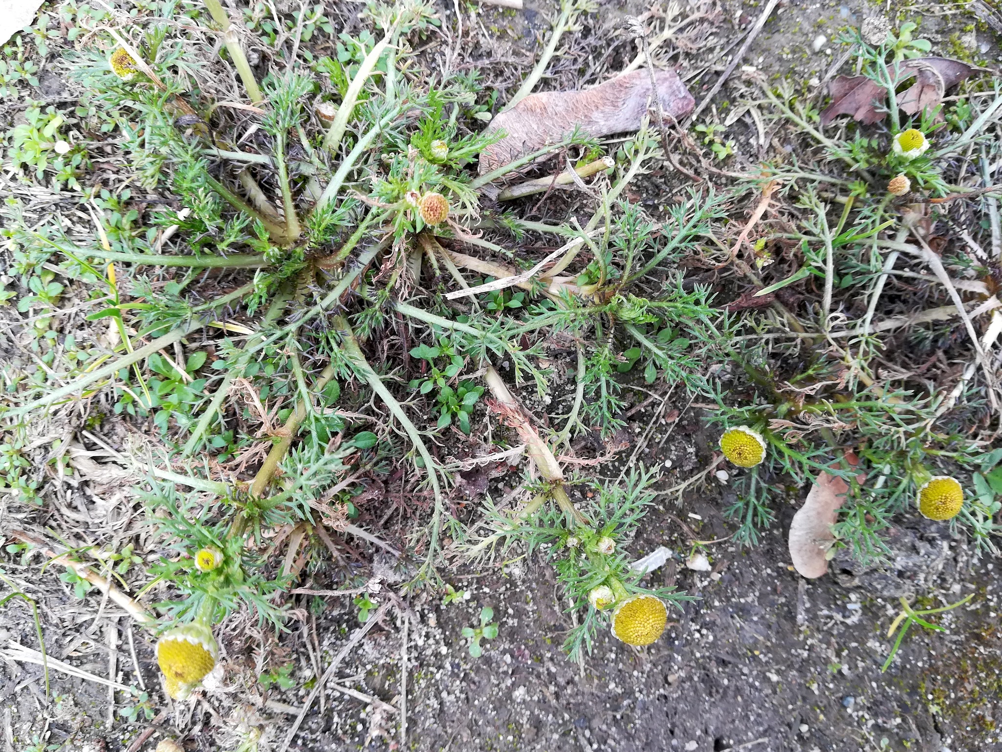 matricaria discoidea donauinsel höhe nordbahnbrücke_20210123_125523.jpg