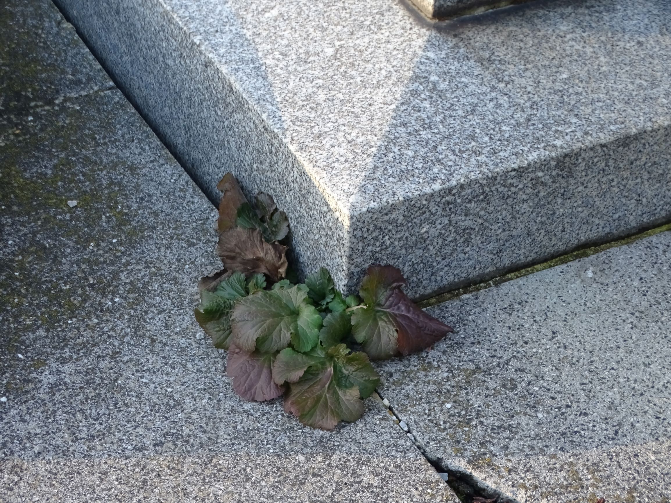 DSC07534 rosetten, friedhof hainburg, geum urbanum.JPG