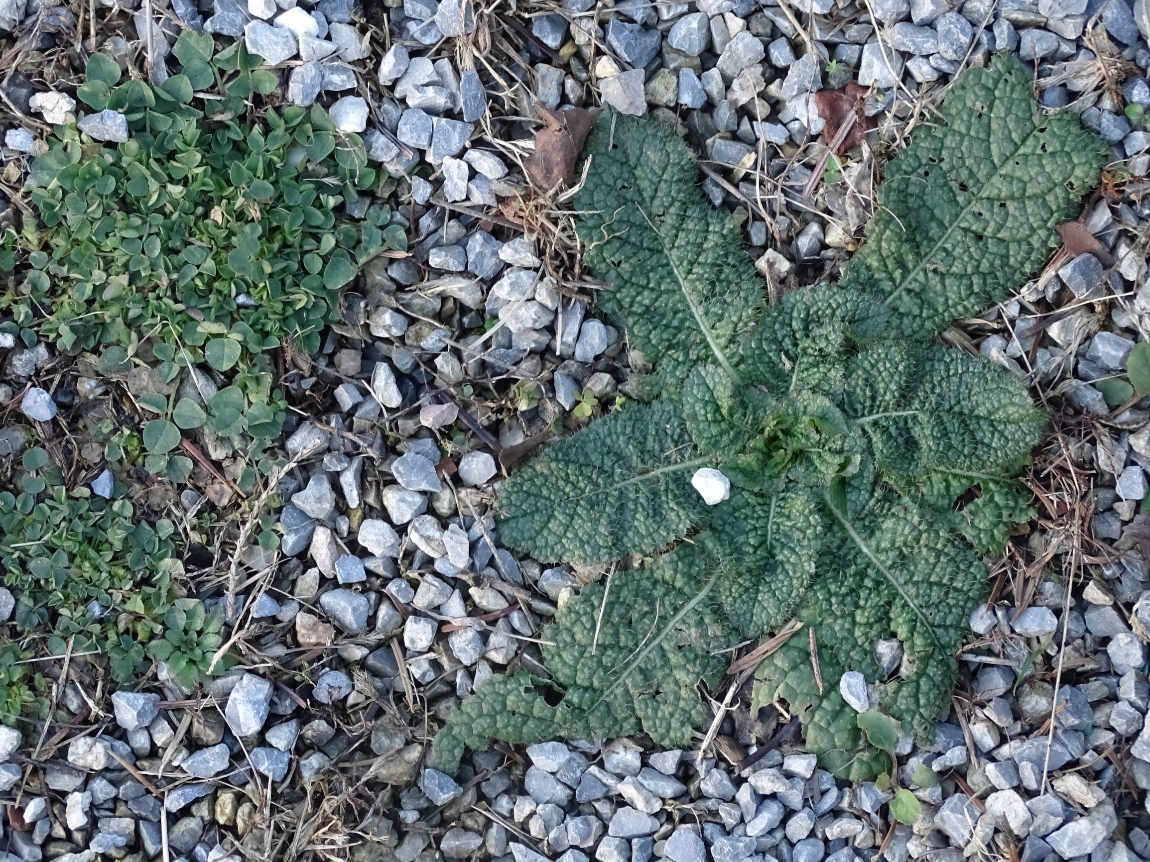 DSC07543 rosetten, friedhof hainburg, dipsacus sp., medicago lupulina.JPG