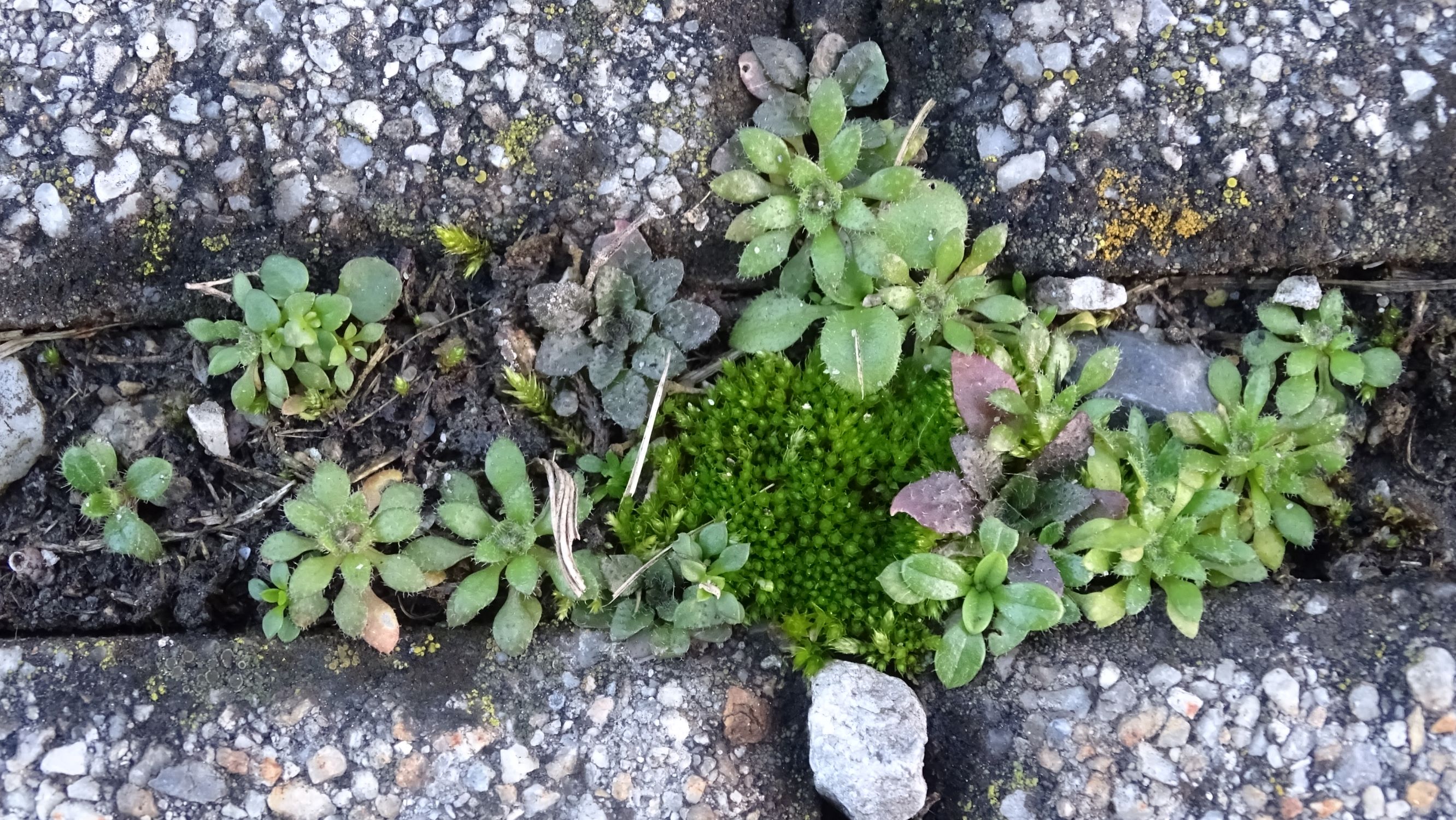 DSC07559 rosetten, friedhof hainburg, draba verna agg., unsicher oder arabidopsis thaliana etc.JPG