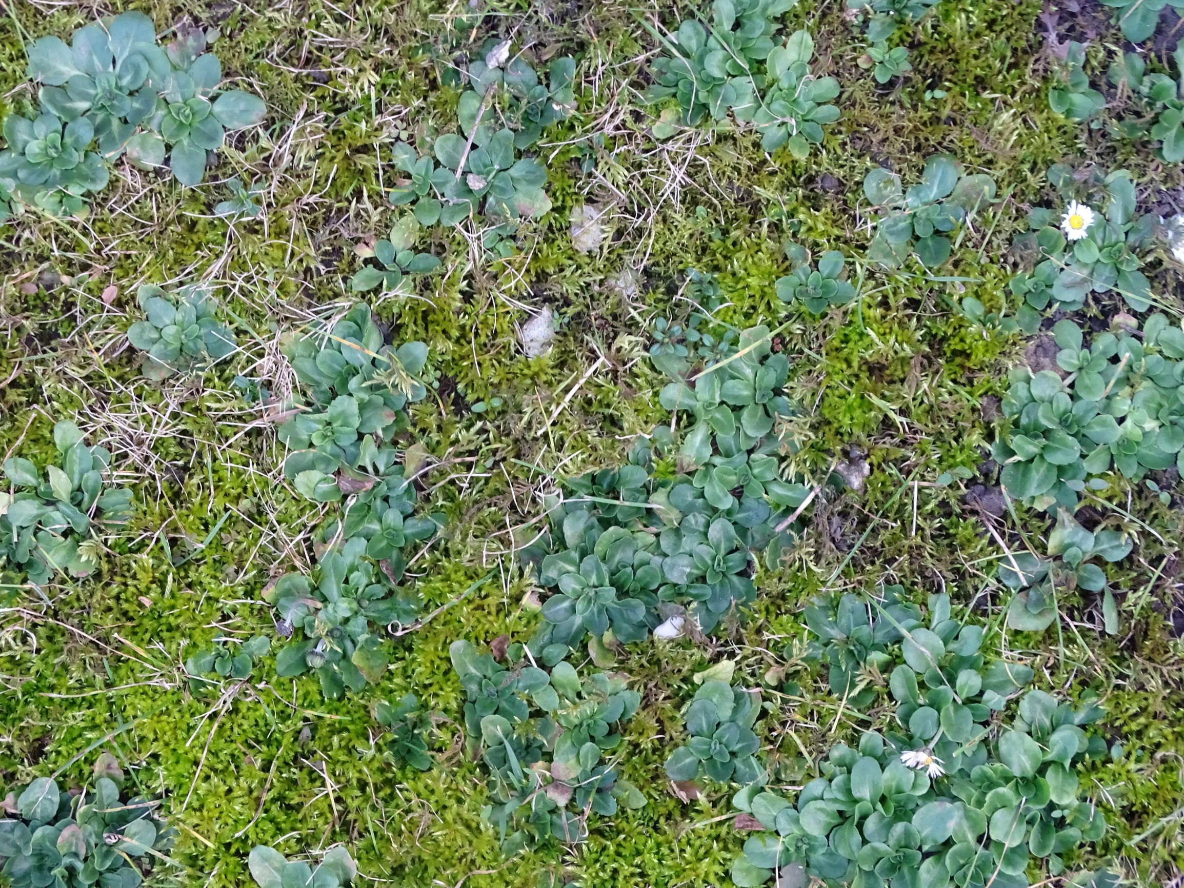 DSC07561 rosetten, friedhof hainburg, bellis perennis.JPG