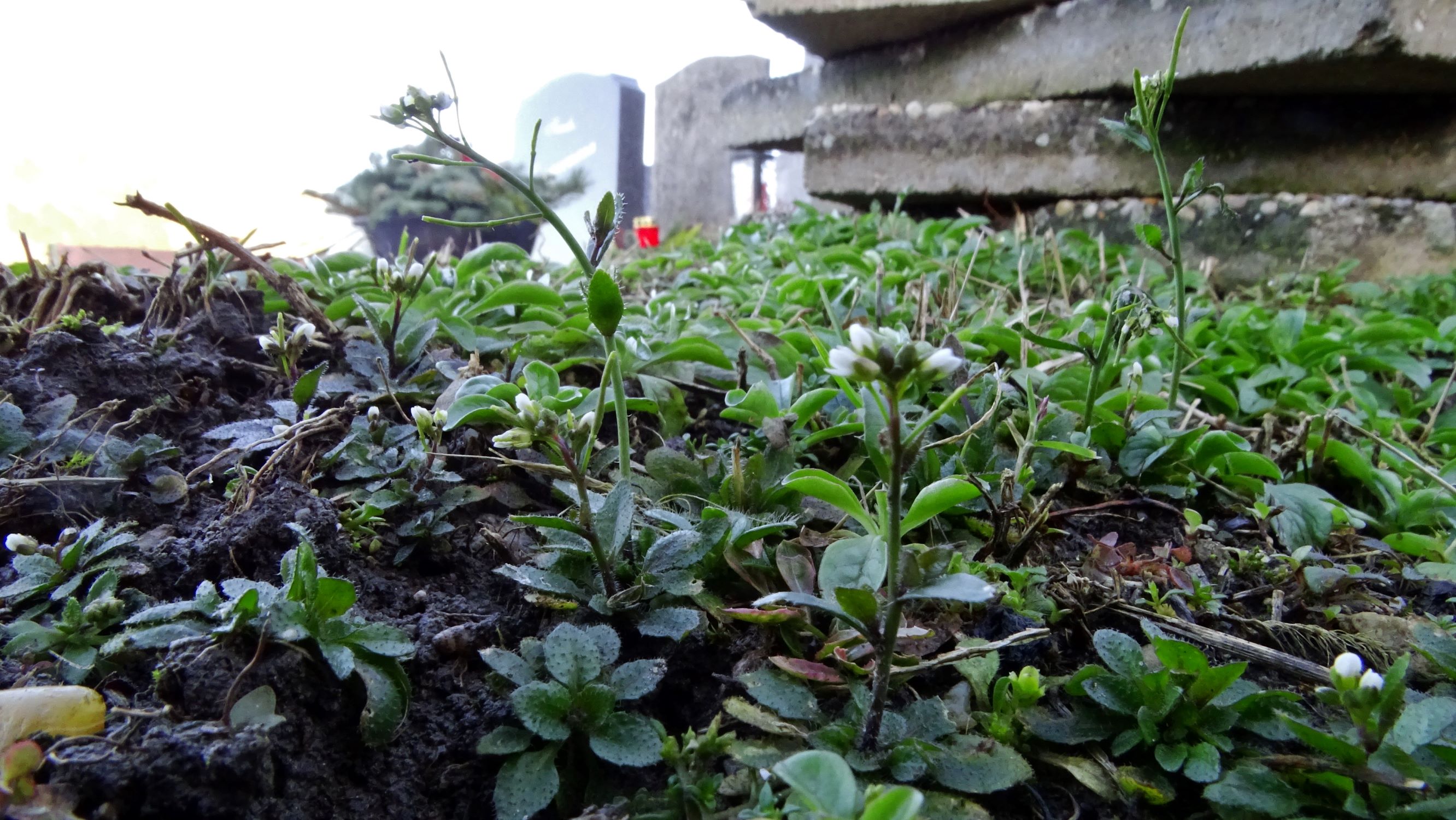 DSC07587 rosetten, friedhof hainburg, arabidopsis thaliana.JPG