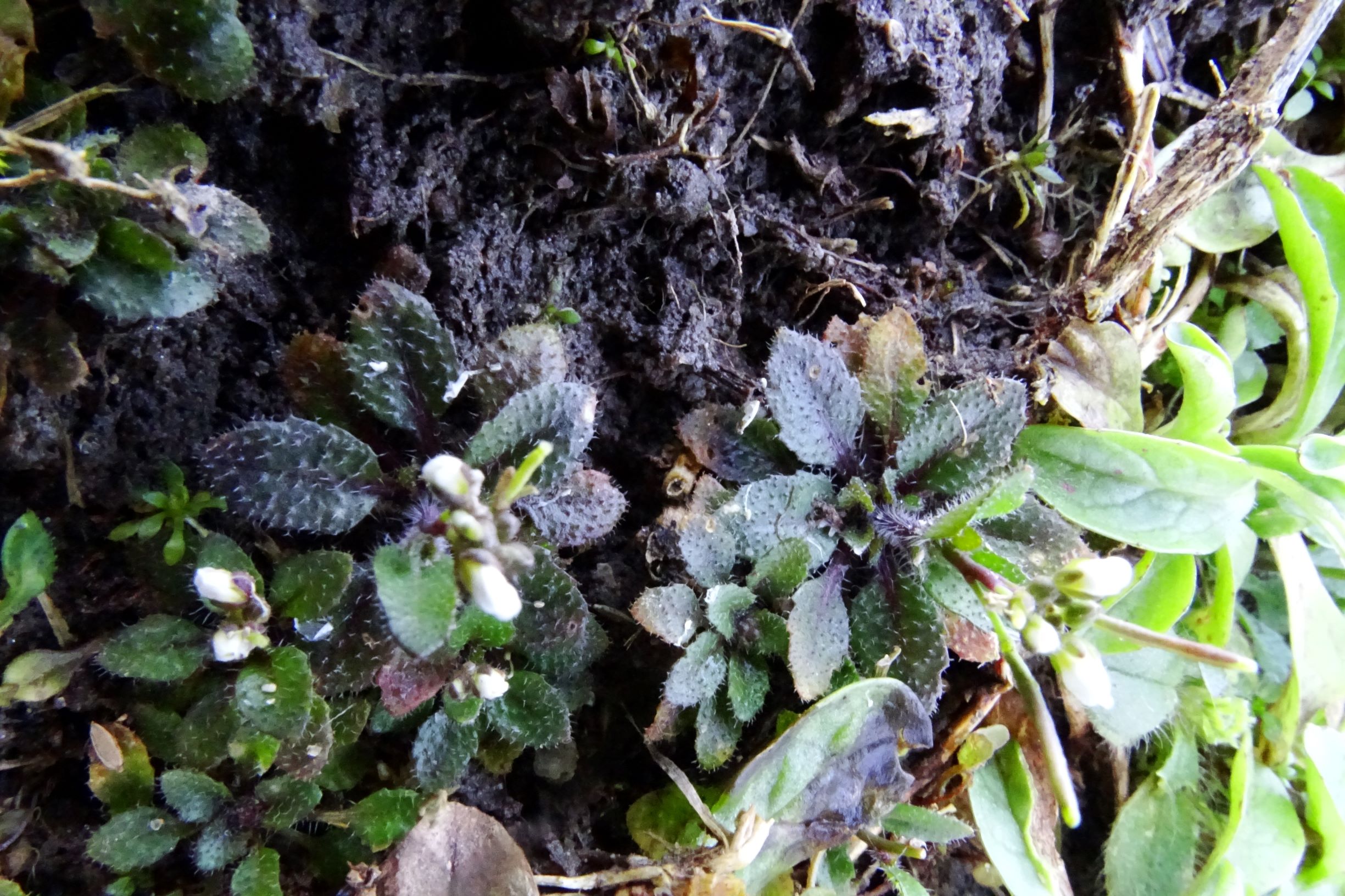 DSC07594 rosetten, friedhof hainburg, arabidopsis thaliana.JPG