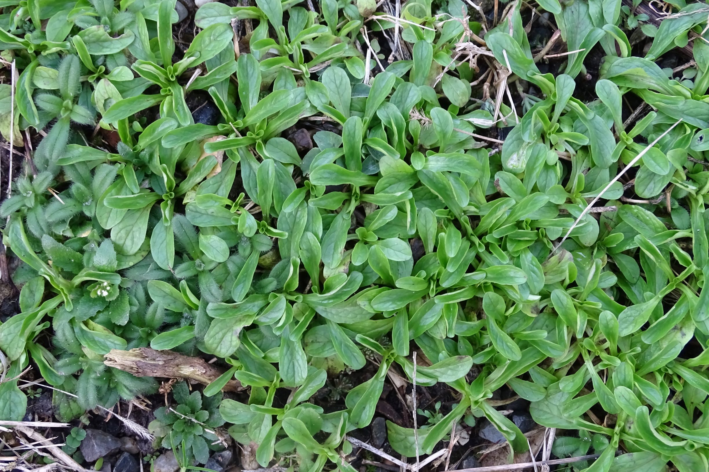 DSC07599 rosetten, friedhof hainburg, valerianella locusta.JPG