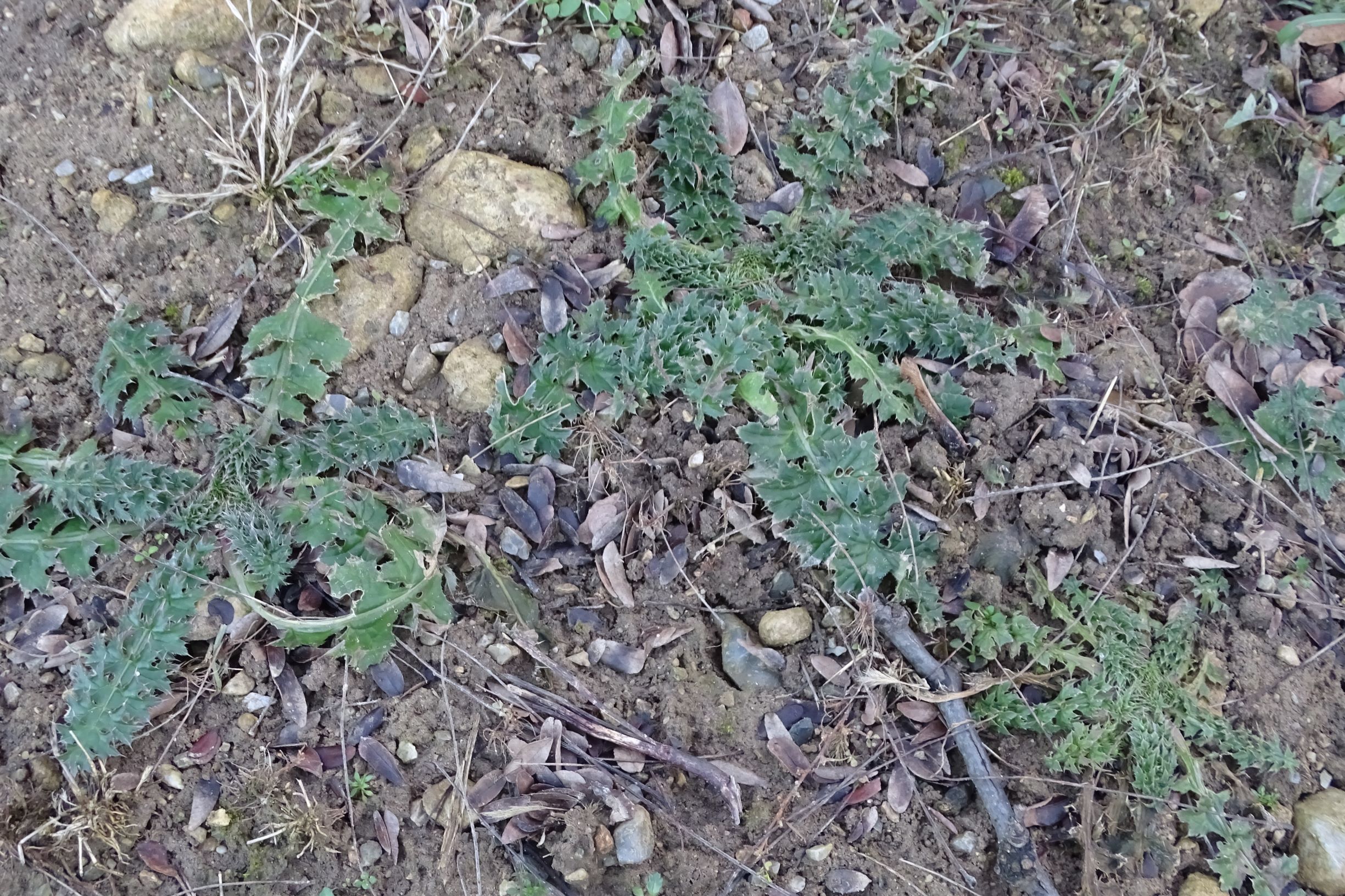 DSC07674 rosetten, friedhof hainburg, carduus acanthoides.JPG