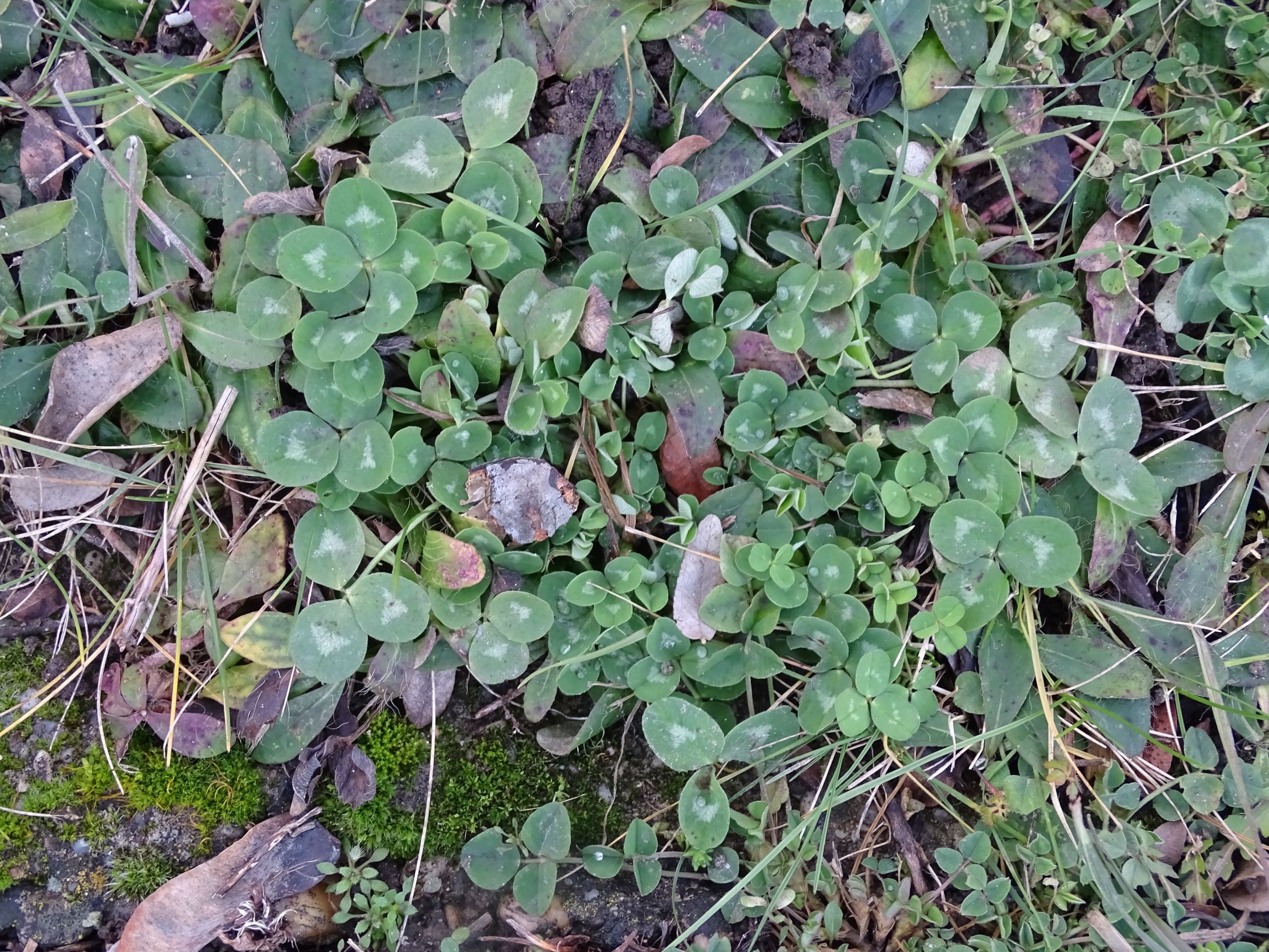 DSC07692 rosetten, friedhof hainburg, trifolium pratense, draba verna agg..JPG