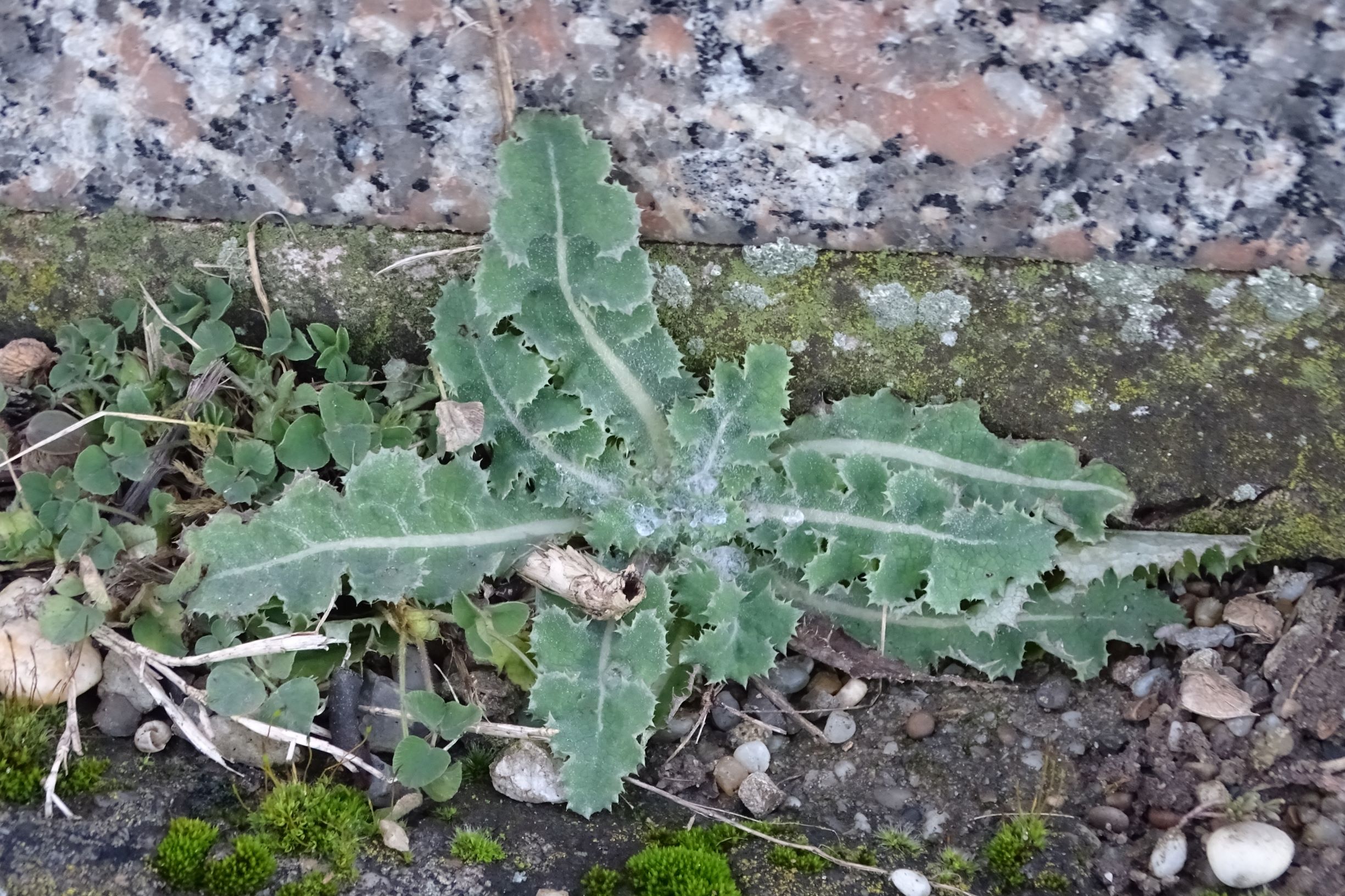 DSC07698 rosetten, friedhof hainburg, sonchus cf. oleraceus, medicago lupulina.JPG