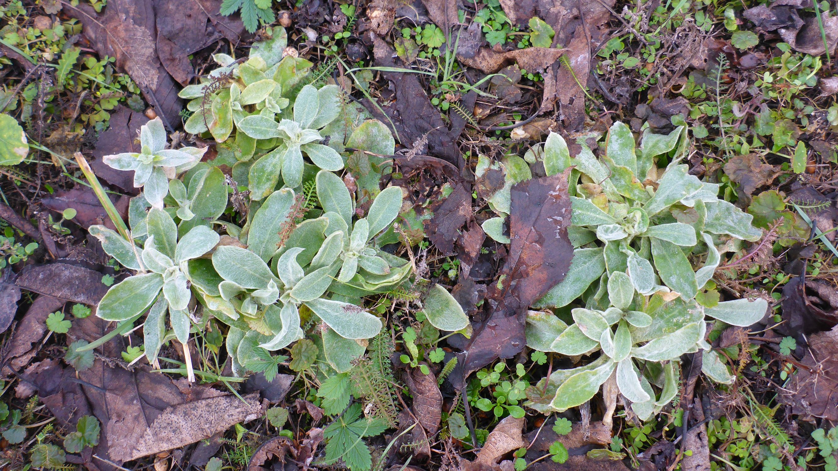 P2470006 rosetten, lychnis coronaria, prellenkirchen, 2021-01-21.JPG