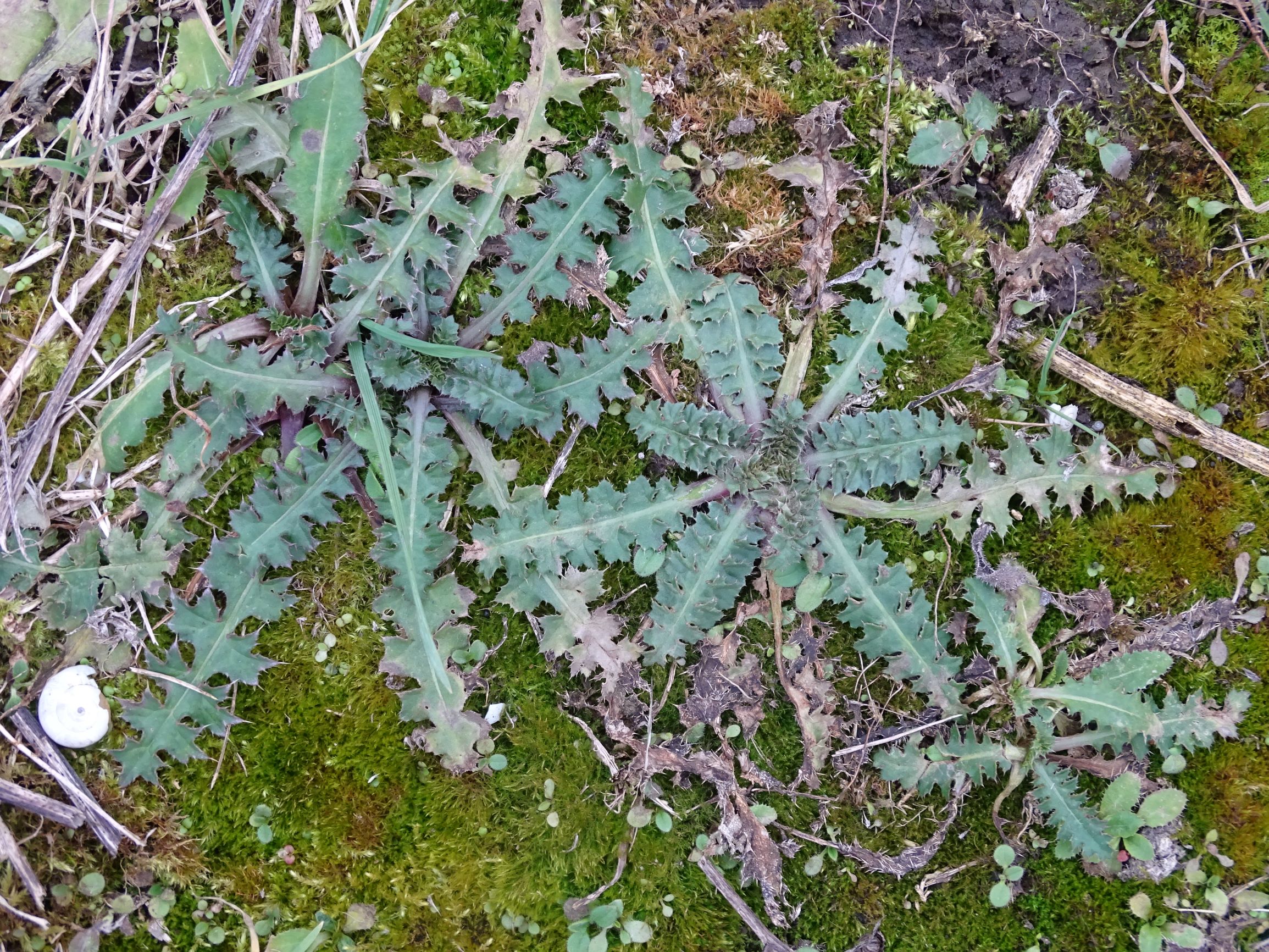 DSC07978 rosetten, carduus acanthoides, potzneusiedl-gattendorf, 2021-01-24.JPG