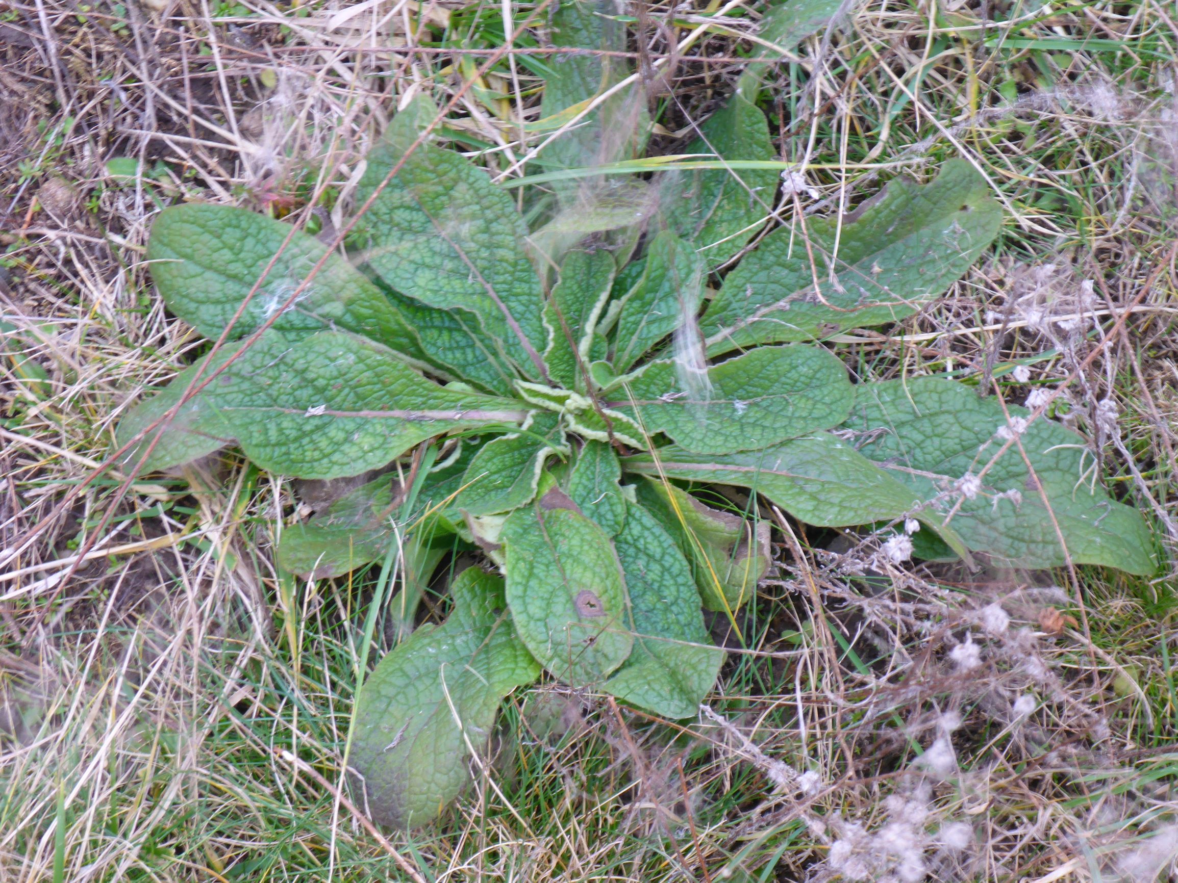 P2470819 rosetten, inula conyzae, (filago lutescens oder vulgaris), potzneusiedl-gattendorf, 2021-01-24.JPG