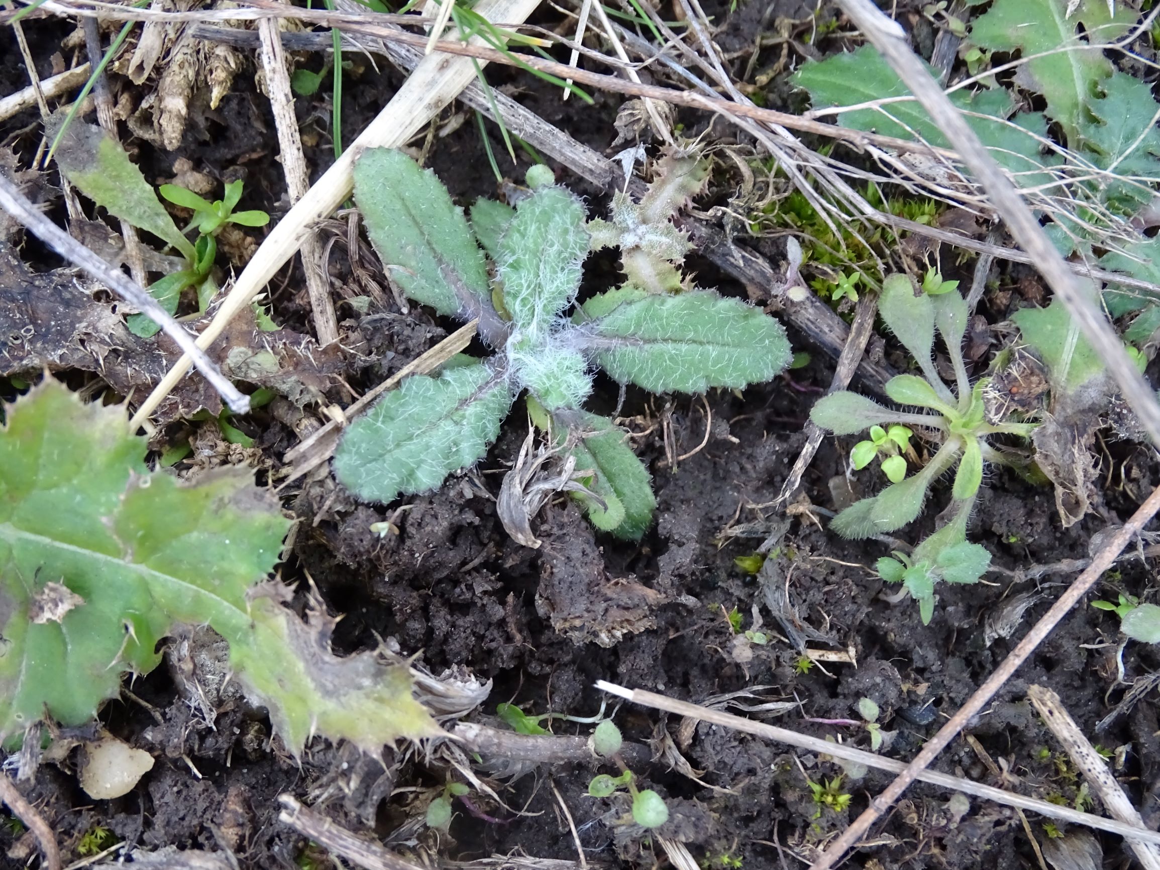 DSC07995 rosetten, senecio vernalis, cf. erigeron acris, potzneusiedl-gattendorf, 2021-01-24.JPG