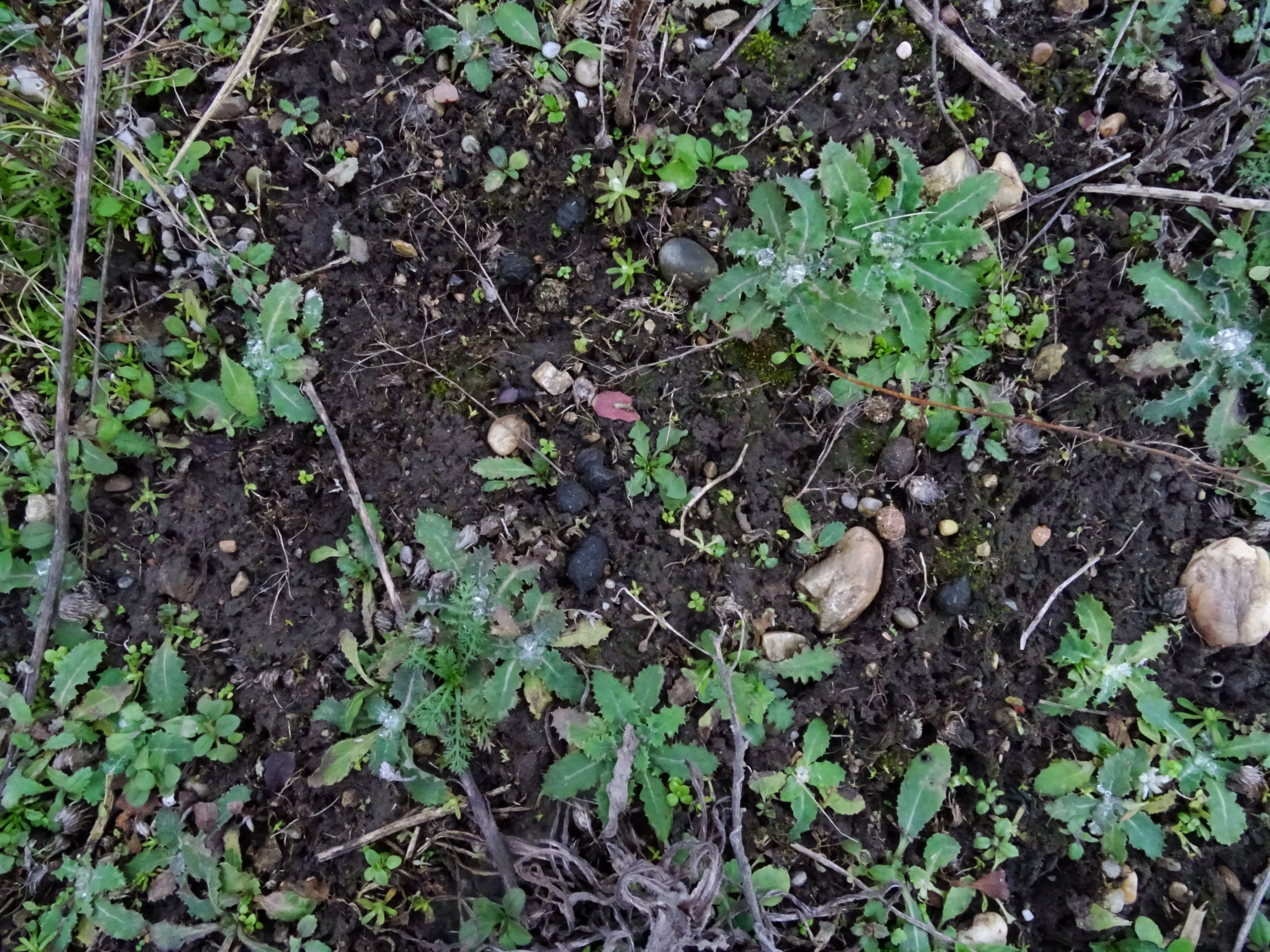 DSC08015 rosetten, sonchus oleraceus, filago lutescens oder vulgaris etc., potzneusiedl-gattendorf, 2021-01-24.JPG