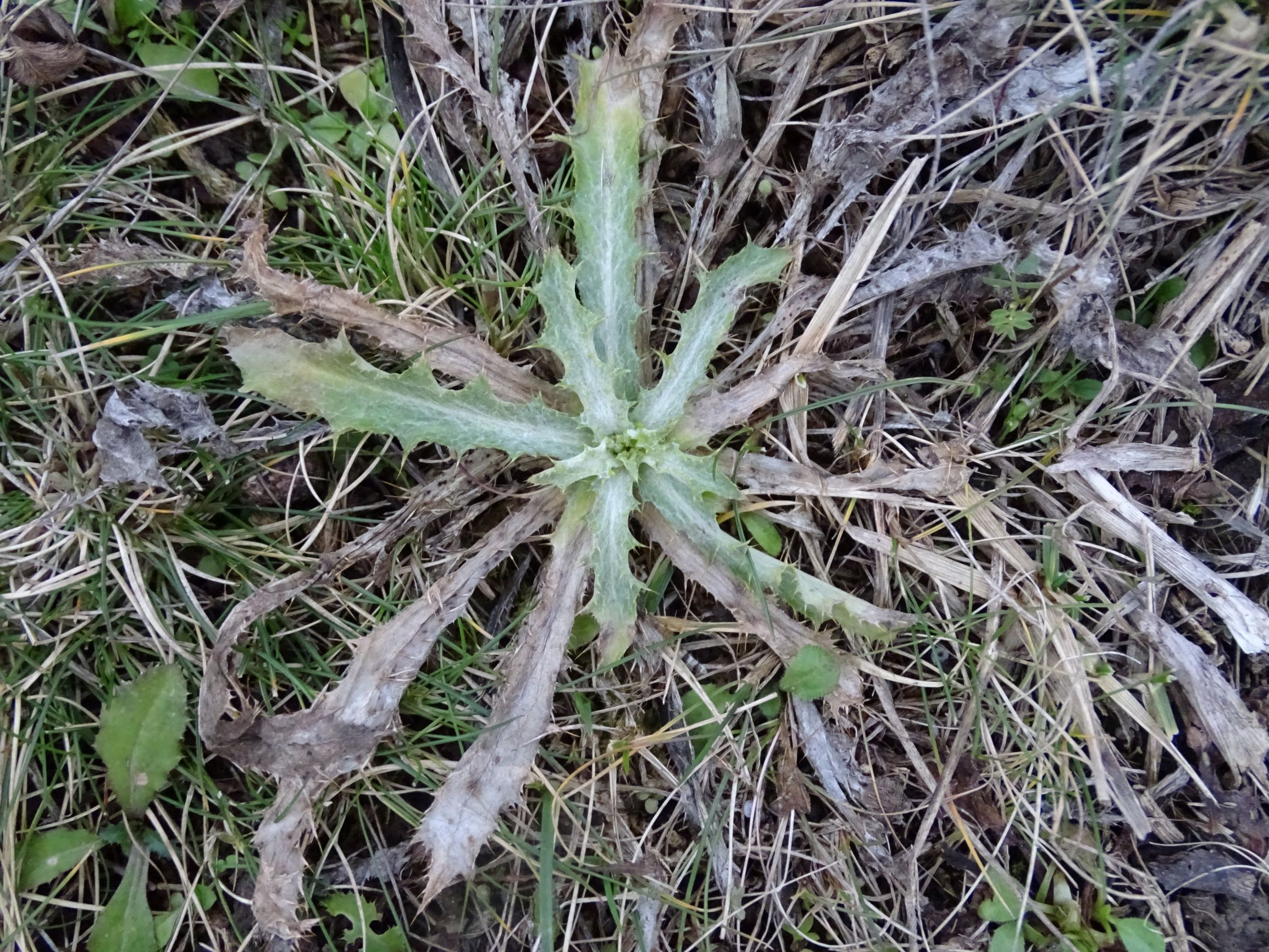 DSC08031 rosetten, carlina vulgaris agg. etc., potzneusiedl-gattendorf, 2021-01-24.JPG