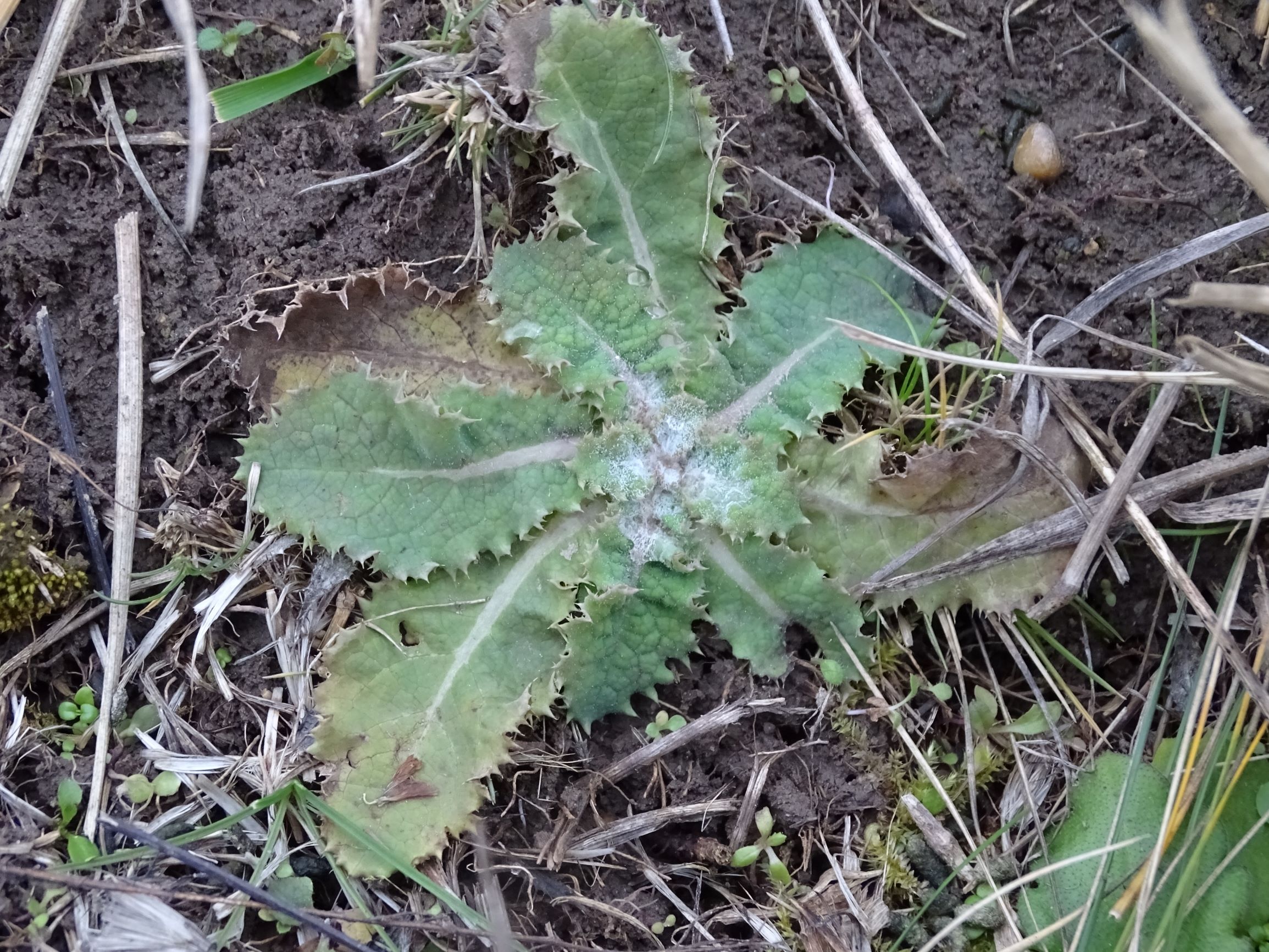 DSC08033 rosetten, sonchus oleraceus etc., potzneusiedl-gattendorf, 2021-01-24.JPG